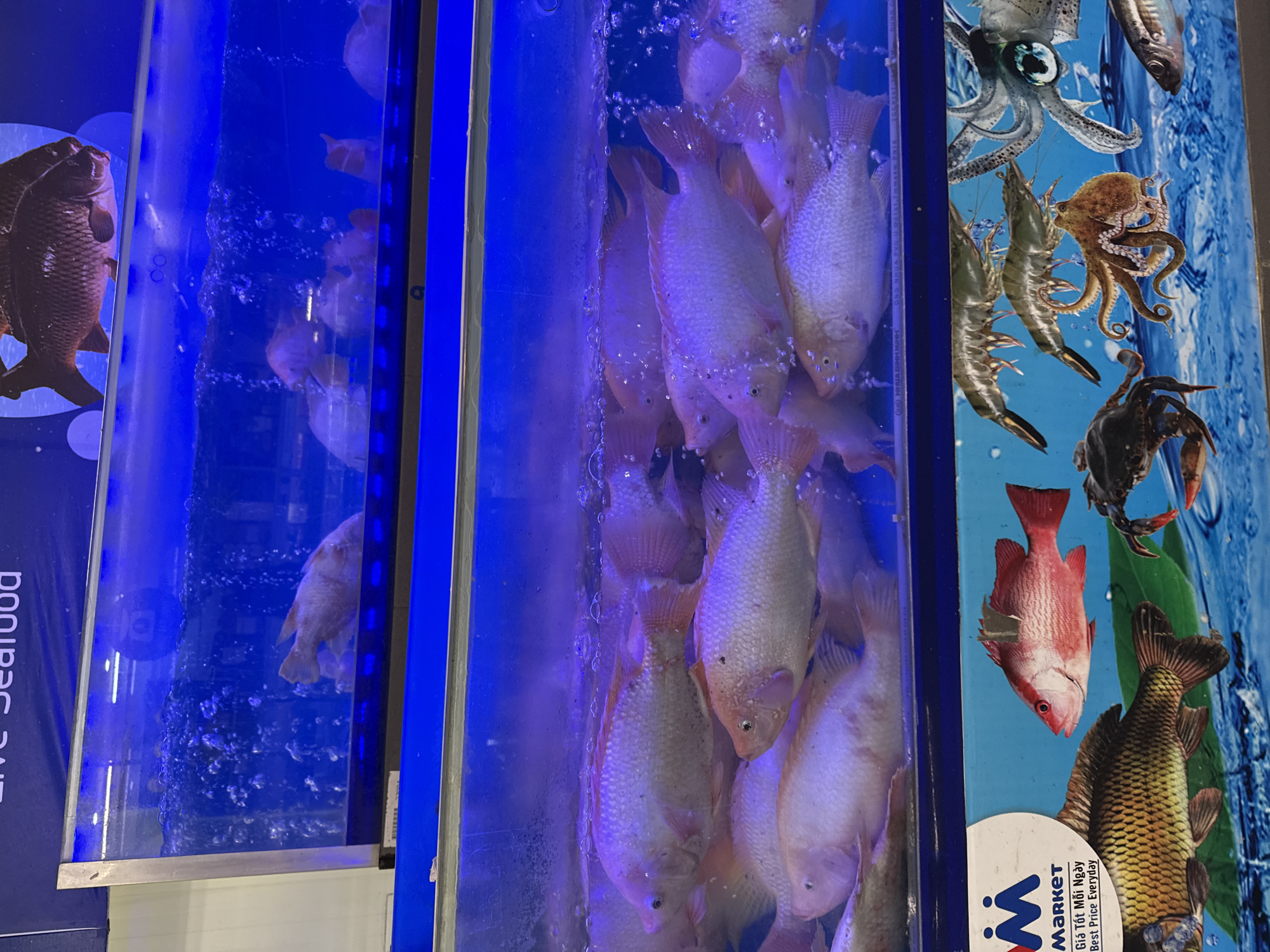 Captured in Tay Nha Trang Ward, Vietnam, the image displays fish tanks filled with live fish, apparently for sale as seafood. The tanks are brightly lit with blue lighting. One tank contains several light-colored fish closely packed together. Another tank shows additional fish with bubbles rising in the water. To the right, an adjacent display shows images of seafood, including a squid, shrimp, octopus, crab, and various fish species.