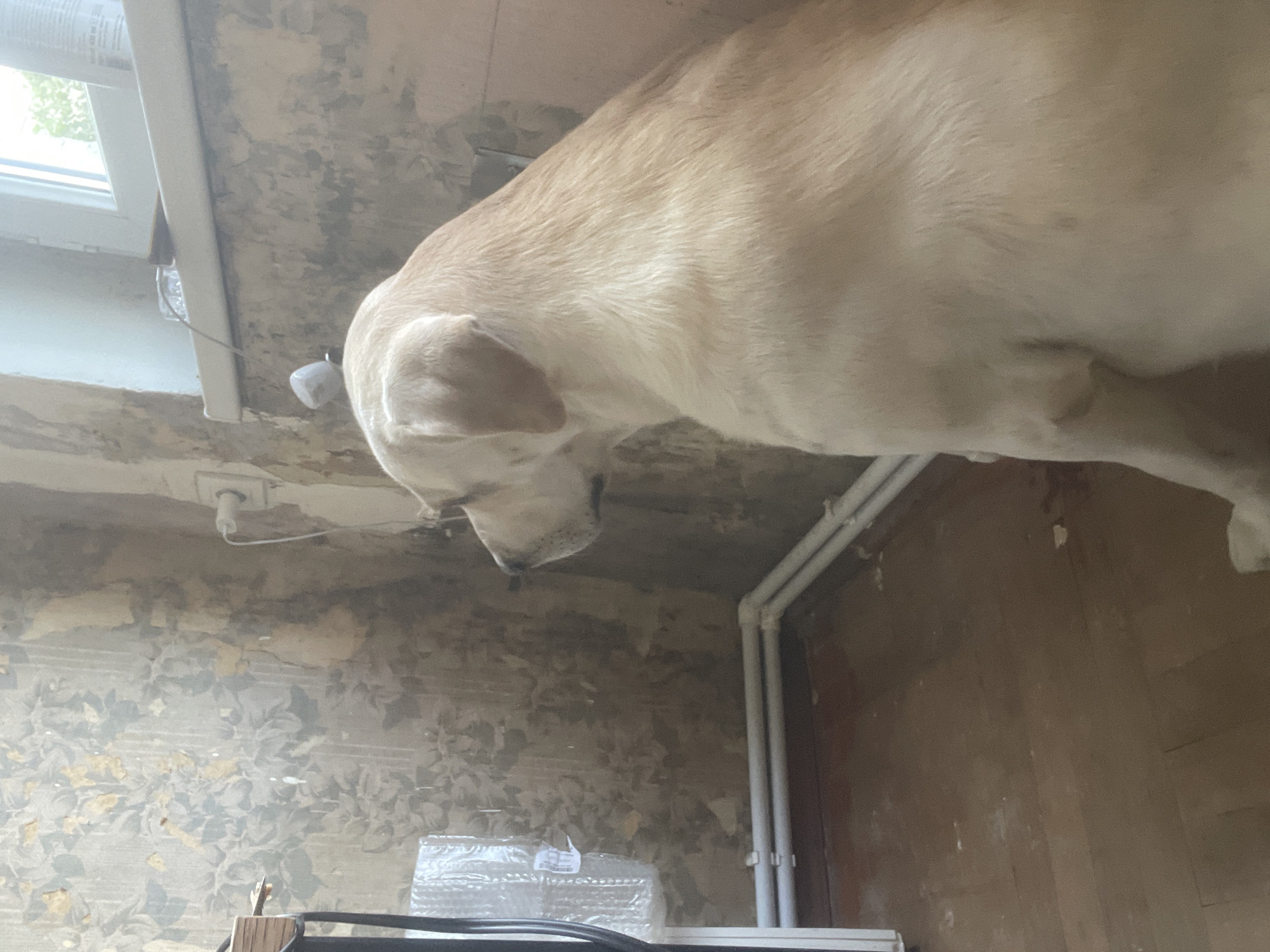 A light-colored dog sits facing left, with its head turned slightly away from the camera. The dog is in the foreground, and its body occupies the right side of the frame. The background consists of a wall with peeling wallpaper, a window with white trim, and a floor made of wooden planks. White pipes run along the bottom of the wall. To the left of the dog, a white structure with some bubble wrap is visible. The lighting suggests an indoor environment. The specific location in Tbilisi, Georgia cannot be determined from the image.