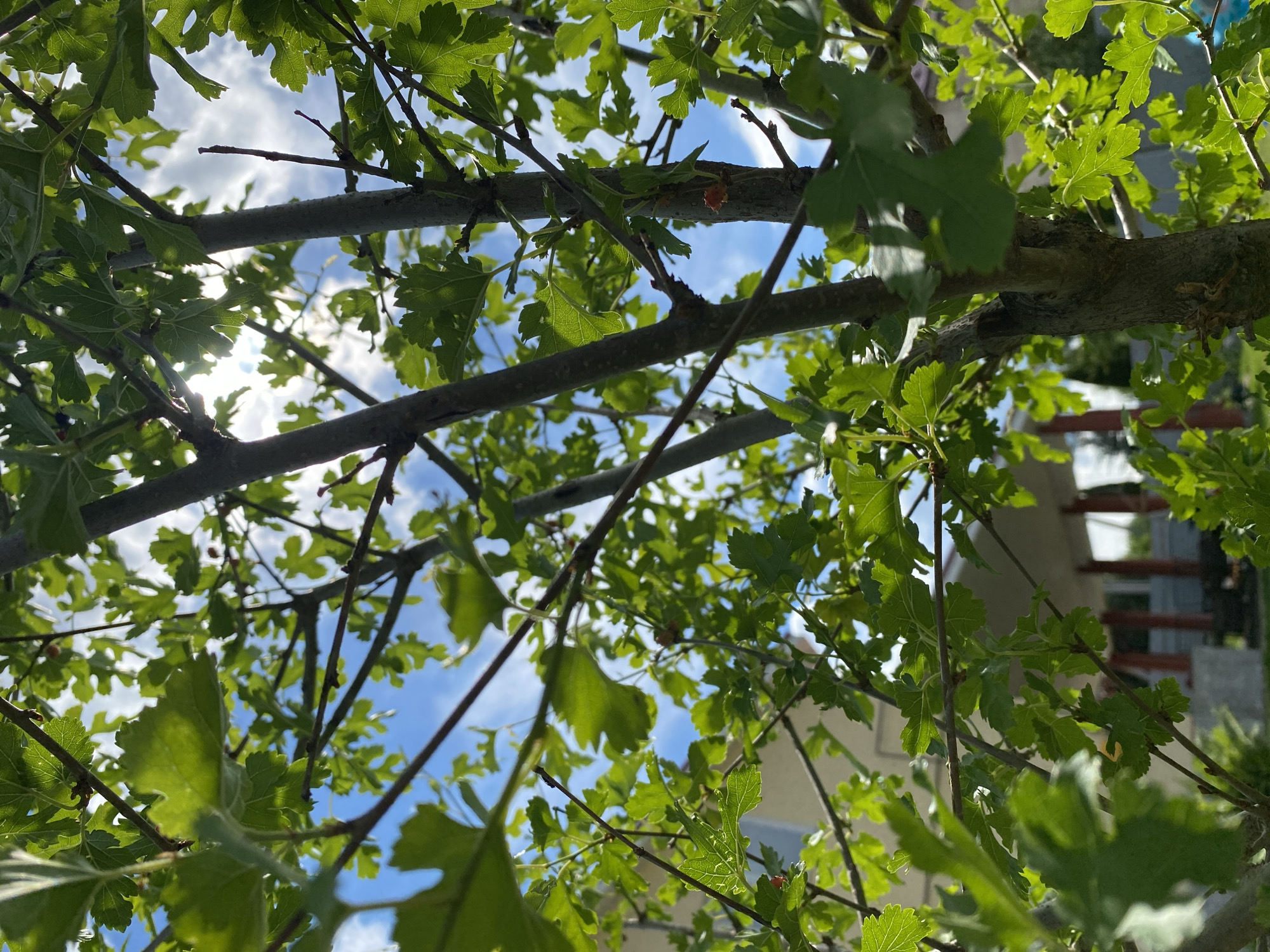 The image is a close-up, low-angle shot of a tree with vibrant green leaves and visible branches against a bright blue sky with scattered white clouds. The sun is partially obscured by the foliage, creating a dappled lighting effect. In the background, a light-colored building with a porch and support columns is visible, suggesting an outdoor residential setting. The overall impression is one of a sunny day with lush greenery.