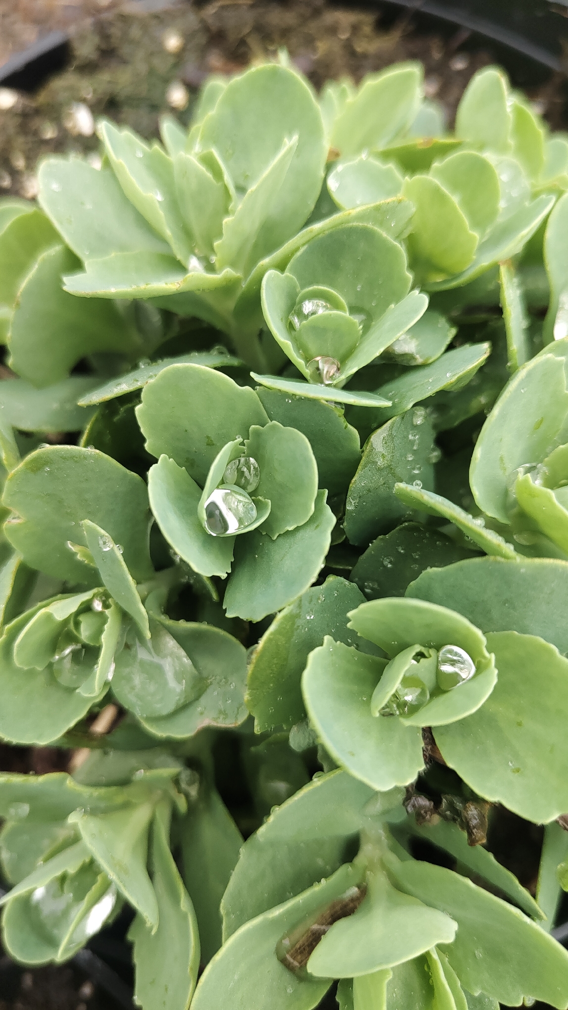 The image shows a close-up of a green succulent plant, possibly a Sedum, covered in water droplets. The plant's leaves are arranged in tight rosettes, and each leaf is slightly rounded and fleshy. Several larger water droplets sit atop the leaves, reflecting light and creating a lens effect. The background is blurry but suggests the plant is in a pot with dark soil or potting mix. There is no indication of the city of Krasnoyarsk, Russia, or any people.