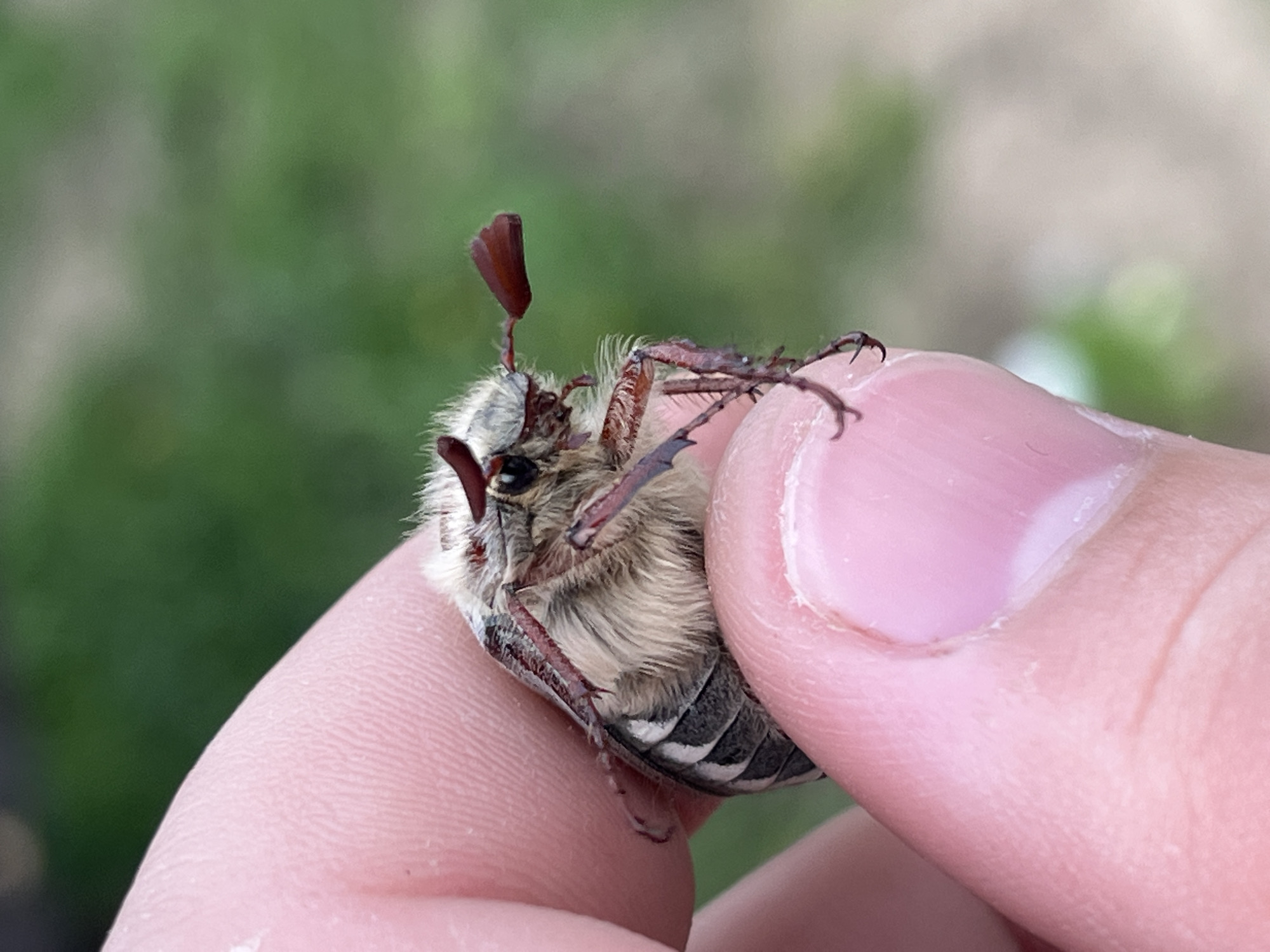 A close-up photograph shows a beetle held between a person's thumb and forefinger. The beetle has a light brown, furry body with dark stripes on its abdomen. Its legs are brown and spindly, with visible claws. It has reddish-brown antennae with fan-like ends. The person's skin is pink and appears smooth. The background is a blurry green, suggesting foliage or grass. The photo location cannot be determined based on this single image.