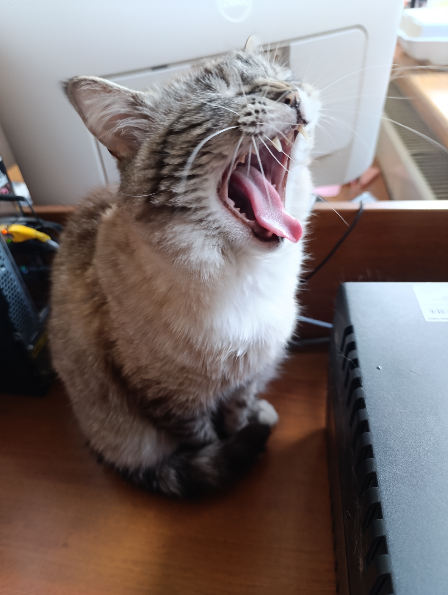 A cat with gray and brown fur and white chest is sitting on a wooden surface with a black box to its right and a computer monitor behind it. The cat has its mouth wide open, showing its pink tongue and teeth. The location is unknown.