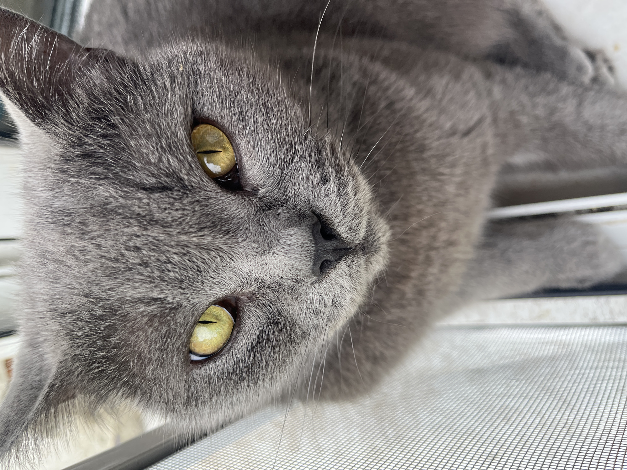 A close-up, head-on shot focuses on a domestic short-haired cat with grey fur and striking yellow-green eyes. The cat is positioned in front of a window screen, which is slightly out of focus and occupies the left side of the frame. The cat's gaze is directed forward, and its whiskers are prominent. The background consists of a blurred window frame. The image was captured in Belyye Berega, Russia.