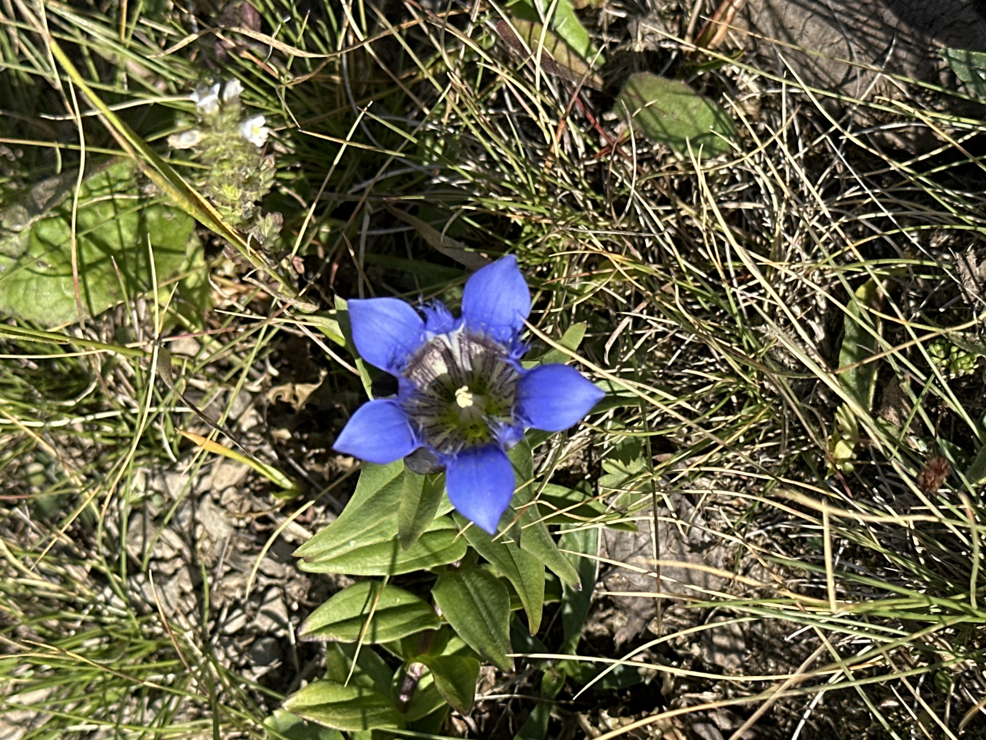 A top-down, close-up shot captures a vibrant blue gentian flower with five petals, its center featuring delicate green and brown markings. The flower is surrounded by dry, brown grass and a few green leaves, all bathed in natural sunlight. In the upper right corner, two tiny white flowers are partially visible. The scene is set against a backdrop of earthy ground with scattered stones. The image was taken in Lunnaya Polyana, Russia.