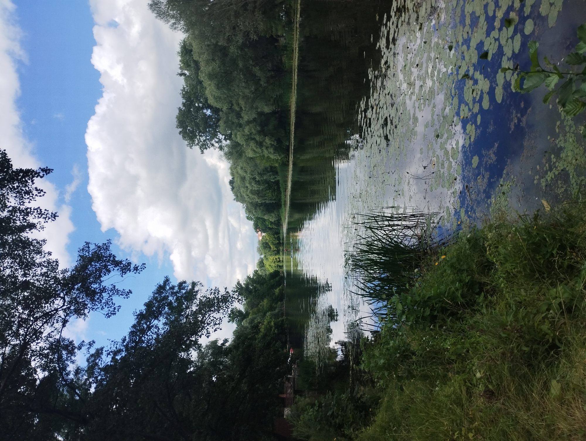 This image depicts a tranquil scene along the Psel River in Sumy, Ukraine. The foreground shows a dense area of green grass and vegetation on the left bank, with tall reeds growing out of the water on the right. The river itself is calm, reflecting the sky and the lush trees that line both banks. Patches of lily pads dot the surface of the water, especially in the middle and right sections of the frame. In the distance, a person is standing on a paddleboard in the river, facing away from the camera. Further in the background, the river continues to curve, with a continuous line of trees obscuring the view of the city, though a few rooftops of buildings are visible peeking through the foliage in the far distance. The sky above is a bright blue with scattered white clouds, suggesting fair weather.