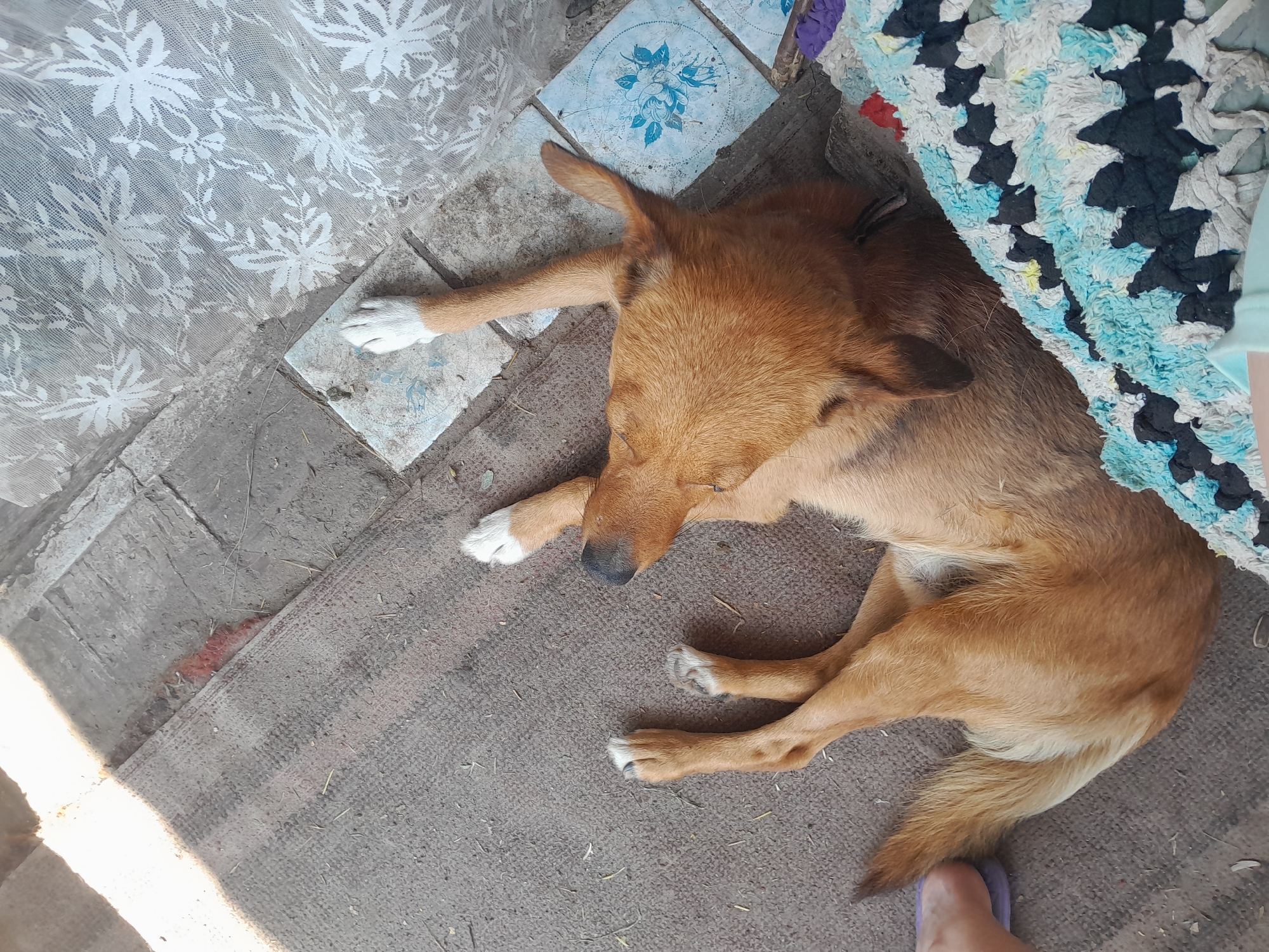The image depicts a medium-sized, light brown dog lying on its side on a grey mat. The dog is positioned in the center of the frame, with its head tilted back. Its paws are extended, and some of them have white tips. To the left of the dog, a sliver of a person's foot wearing a purple sandal is visible. To the right of the dog, a colorful rag rug with black, white, and blue patterns is present. The background consists of concrete tiles with a floral pattern and some scattered debris. The scene appears to be an outdoor area, possibly a courtyard or porch, given the presence of natural light and rough flooring. The location is identified as Kypiachka, Ukraine.