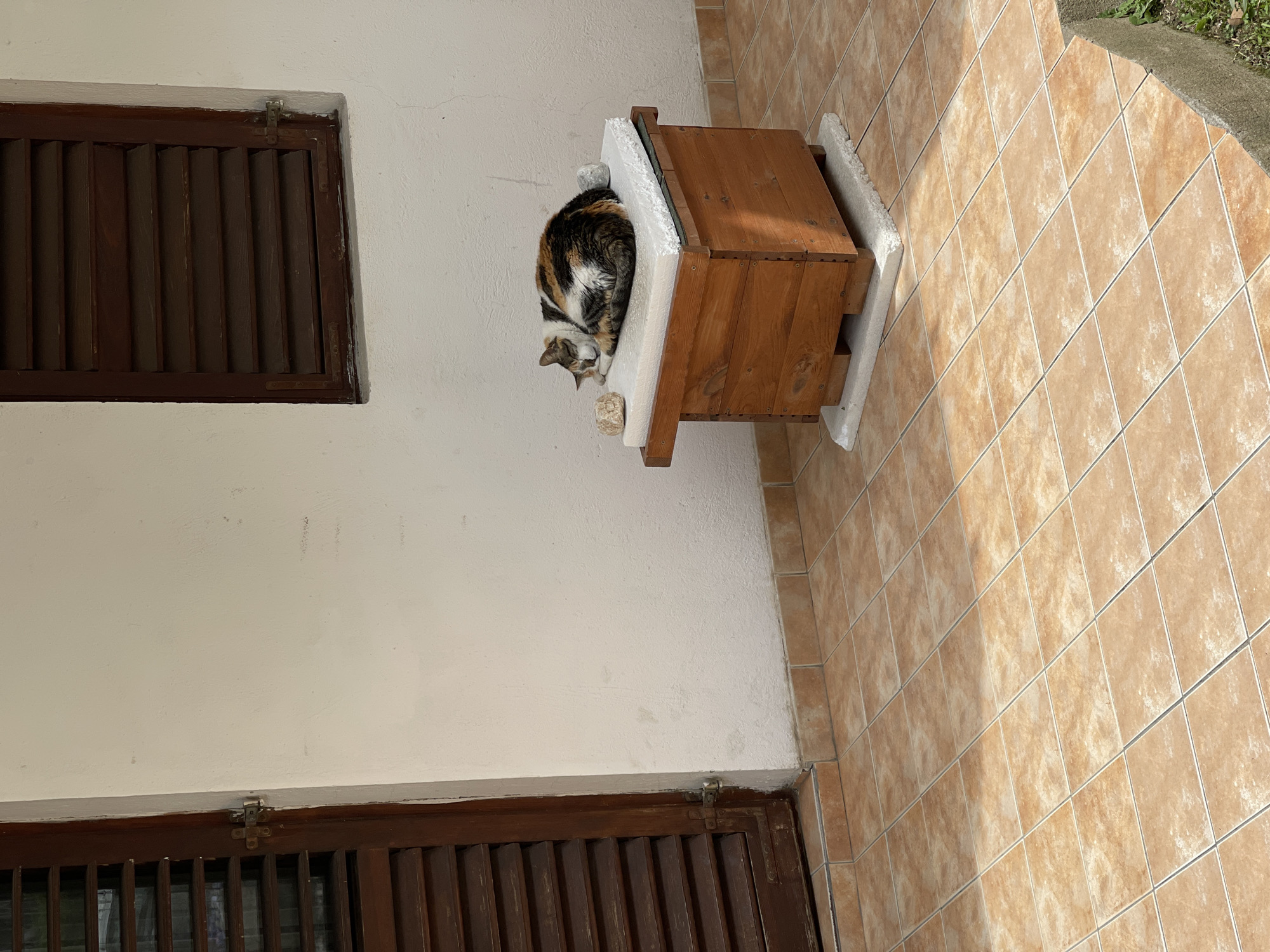 The photograph depicts a calico cat curled up inside a wooden structure affixed to the exterior wall of a building. The structure, possibly a cat house or shelter, has a wooden frame with a white foam-like insulation lining the interior. The cat's fur is a mix of white, orange, and black. The wall is painted white and has two dark brown shuttered windows. The ground is covered in light brown tile. Based on similar images, this is most likely located in Budva, Montenegro.
