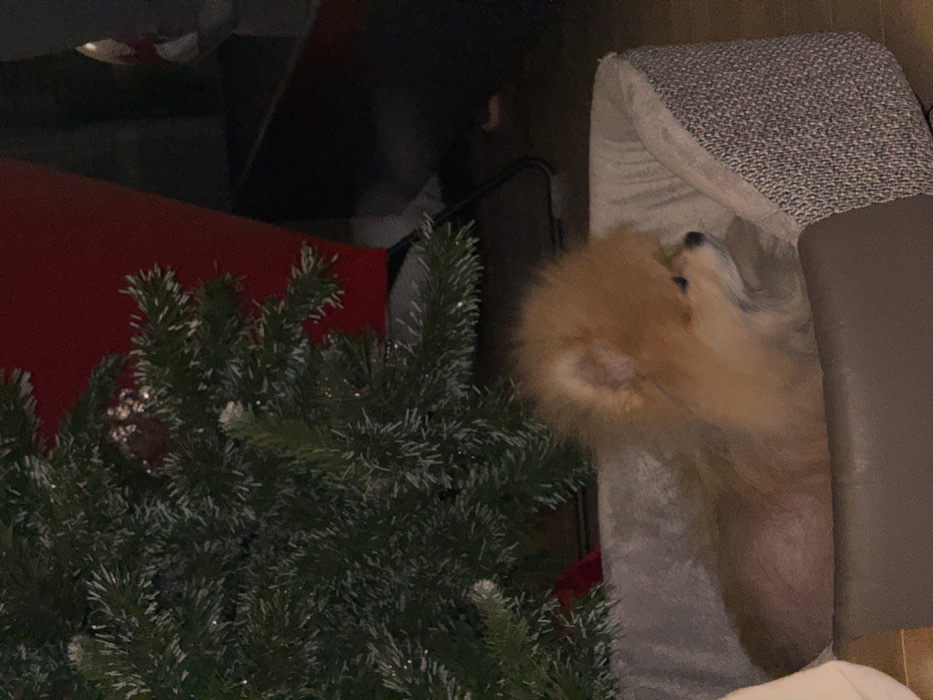 A tan Pomeranian dog rests on a gray patterned dog bed, its fluffy rear end facing the camera. A dark green artificial Christmas tree stands partially in front of the bed. To the left of the tree, a red rectangular object is visible, likely part of a larger piece of furniture. The overall scene is dimly lit, with darker shades surrounding the brighter dog and tree.