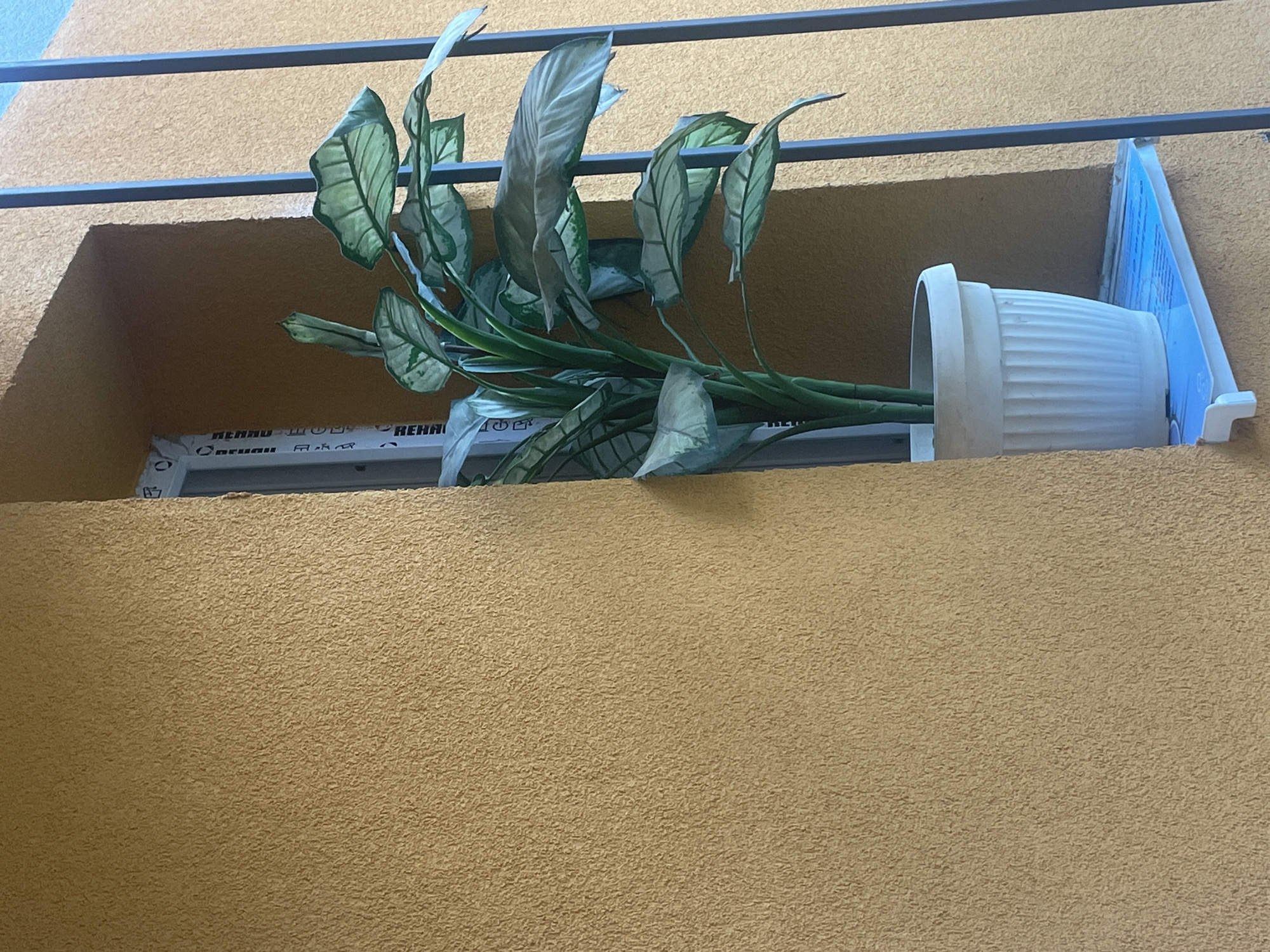A sideways-facing image shows a plant in a white, ridged pot resting precariously on the exterior window ledge of a beige, stucco-textured building. The plant's leafy foliage drapes downward, obscuring the window frame below. A gray metal bar runs horizontally above the window. The building is located in Sofia, Bulgaria, as inferred from the Cyrillic script on the visible portion of the window frame.