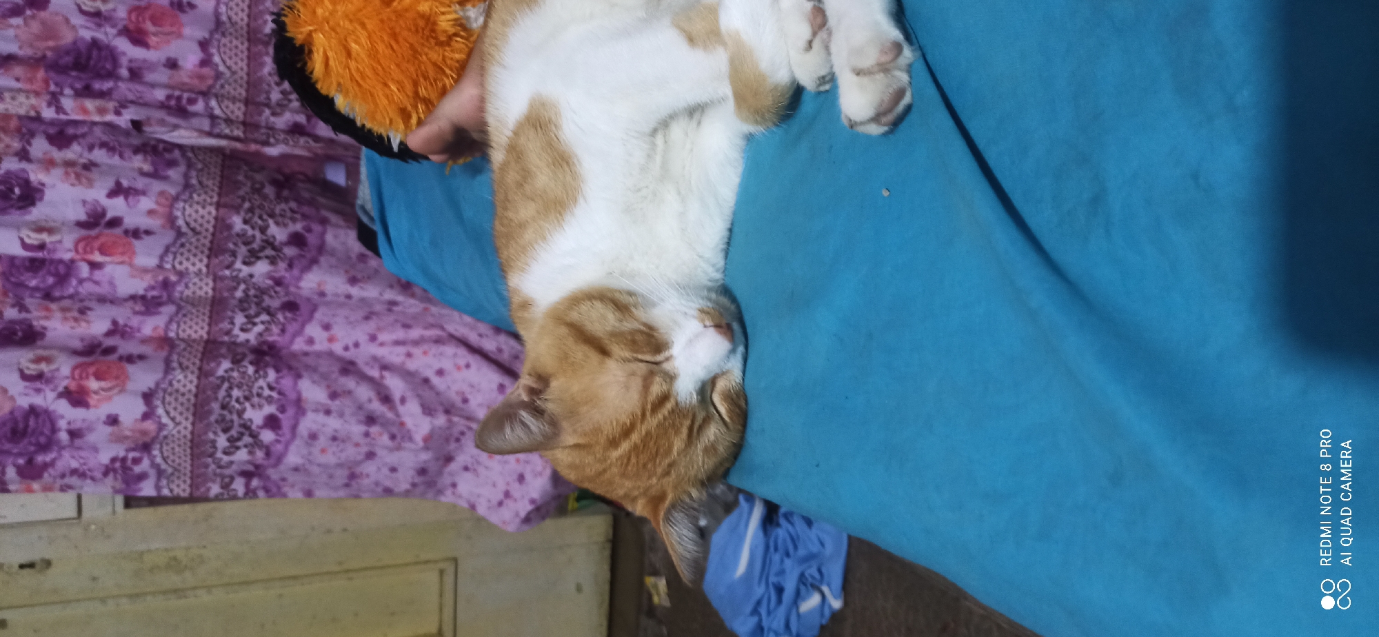 An orange and white cat is sleeping on a bright blue surface, likely a blanket or bed. The cat is curled up, with its eyes closed and its head resting on its paws. In the background, a floral patterned curtain with shades of purple and pink is visible. A portion of an orange plush toy and a hand are also present in the upper right corner of the image. The bottom left corner displays "REDMI NOTE 8 PRO AI QUAD CAMERA". The scene appears to be indoors, in a residential setting, potentially in Sedati Agung, Indonesia, given the context provided, although the image itself doesn't contain explicit location markers.