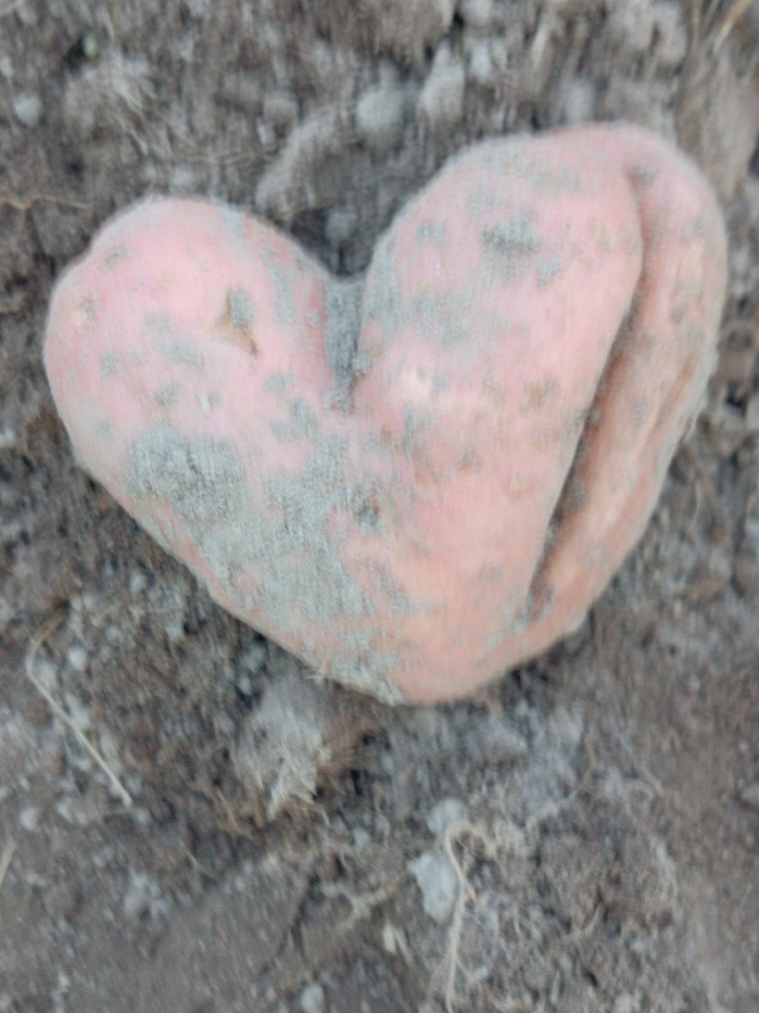 A heart-shaped, light pinkish-orange object, possibly a root vegetable like a sweet potato, is partially buried in dark, dry soil. The object is covered in patches of light gray dirt. The surrounding environment consists of loose soil with some dry vegetation or roots visible. The image is out of focus, with a shallow depth of field blurring the background and foreground. The location is identified as Tumilavicki Sel'ski Savet, Belarus.