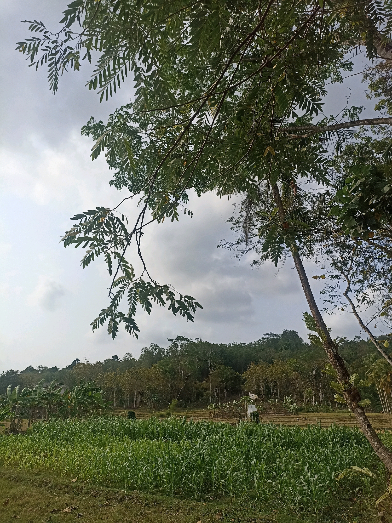 The image depicts a rural landscape in Widoro, Indonesia, under a cloudy sky. In the foreground, a lush green field of young corn plants dominates the scene. To the left, a cluster of banana trees stands tall, with a few figures visible in the distance, possibly farmers. Beyond the cornfield, a rice paddy is visible, with a scarecrow standing guard. The middle ground is characterized by a dense forest with various types of trees. In the background, rolling hills covered in foliage create a serene backdrop. The overall impression is one of agricultural activity and natural beauty in a tropical setting.