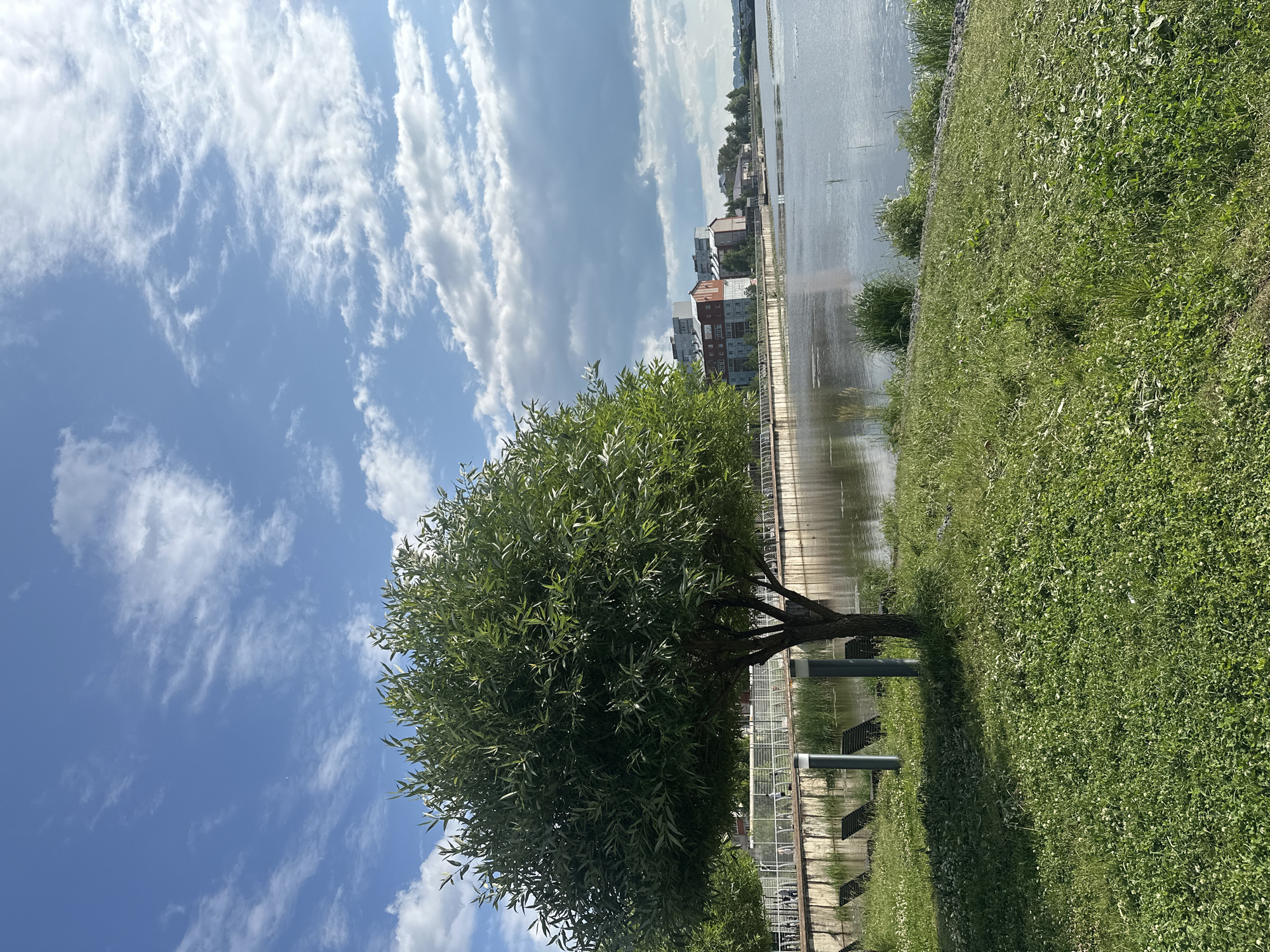 An outdoor daytime, full shot captures a serene waterside scene in Votkinsk, Russia. In the foreground, a lush green lawn dotted with small white flowers slopes gently towards a calm body of water. A mature tree with a full, leafy canopy stands prominently on the left side of the frame, casting a shadow on the grass. Adjacent to the tree, two dark lounge chairs are positioned. Beyond the lawn, a paved walkway runs along the water's edge, bordered by a white railing. Several people are visible on the walkway, appearing to stroll or relax. The water reflects the bright blue sky, which is adorned with a scattering of white, wispy clouds. Across the water, the Votkinsk cityscape unfolds, featuring multi-story buildings with a mix of brick and lighter facades. The architecture suggests a blend of residential and potentially commercial structures. The overall atmosphere is peaceful, with the natural elements of the tree, grass, and water complementing the urban backdrop.