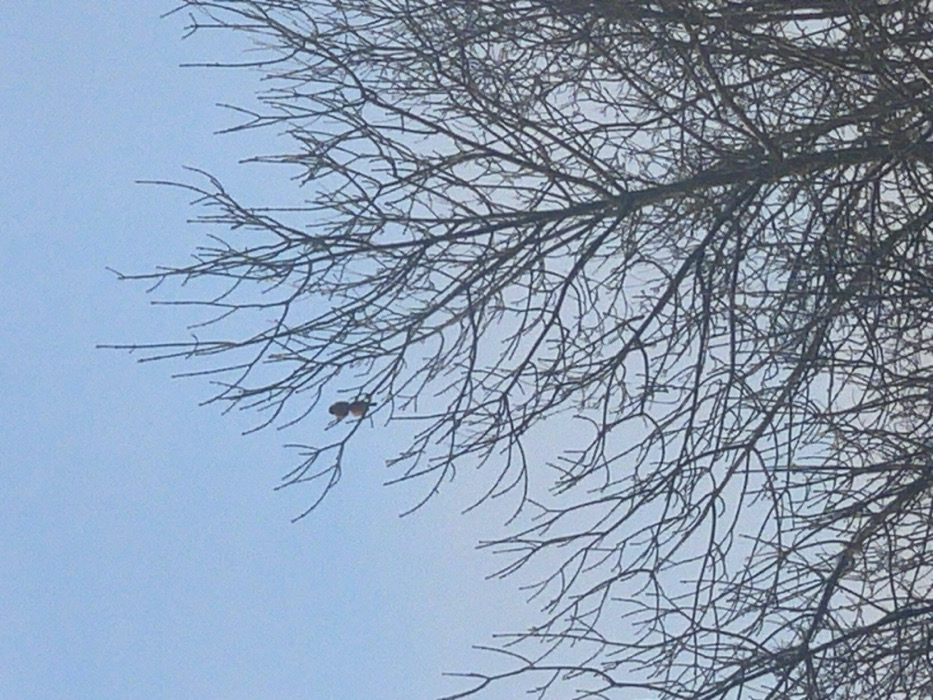 The image captures a bare deciduous tree against a light blue sky in Syasstroy, Russia. A single bird, exhibiting reddish-brown and darker plumage, is perched on one of the upper-left branches. The tree's intricate network of defoliated branches occupies the central and right portions of the frame, extending upwards and outwards. The sky is uniformly clear and light blue, serving as the background. No other people, subjects, objects, or interactions are visible within the scene.