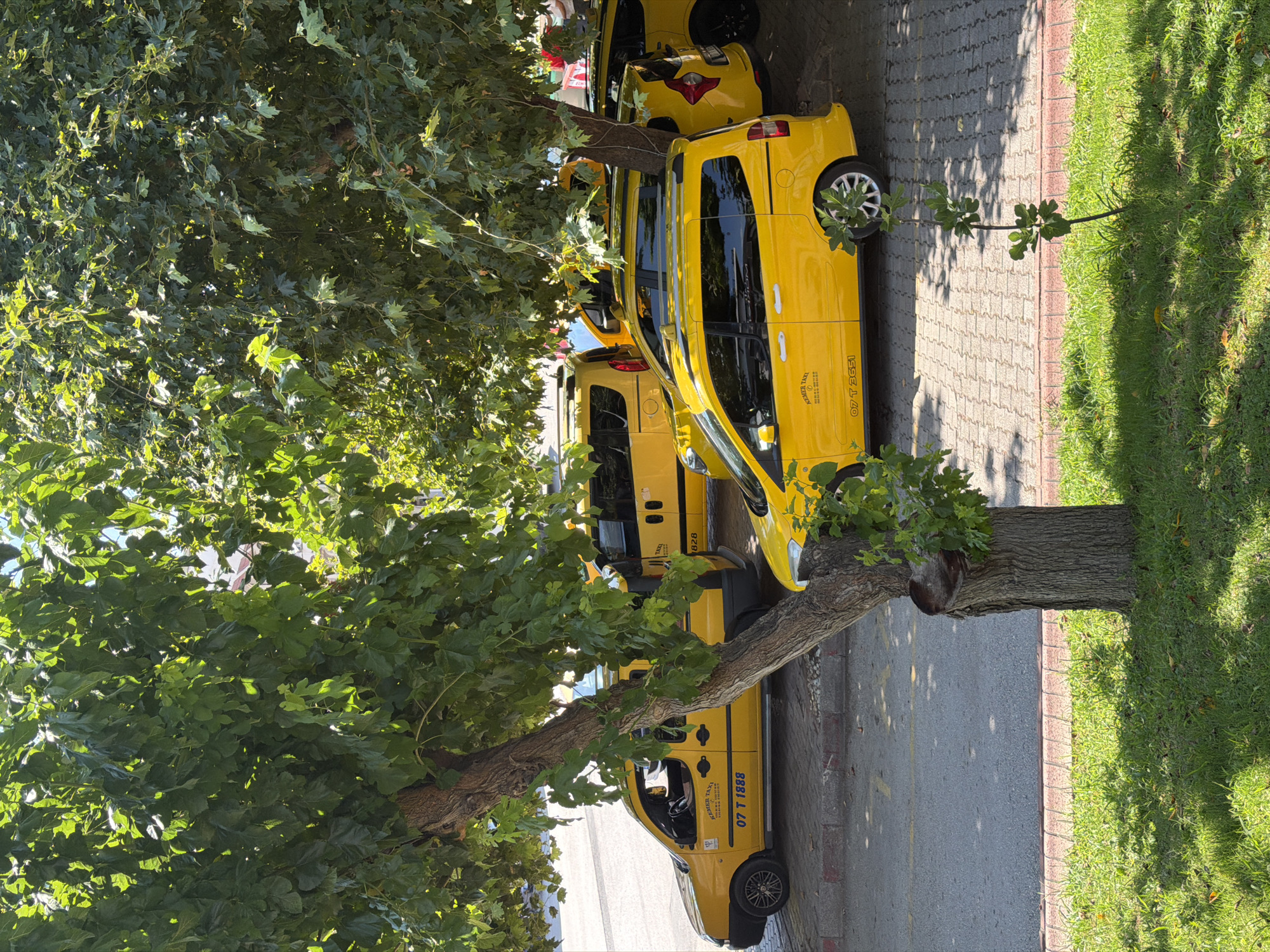 In Kemer, Turkey, a row of yellow taxis are parked on a paved street under the dappled shade of a large tree. The taxis are mostly minivans, all a bright yellow color, and appear to be waiting for passengers. The ground is a combination of asphalt and patterned paving stones. The area is lined with grass and a sidewalk. The tree, with its thick trunk and broad green leaves, dominates the foreground, casting shadows on the vehicles and the ground. The scene suggests a typical day in a Turkish tourist town, where taxis are readily available for transport.