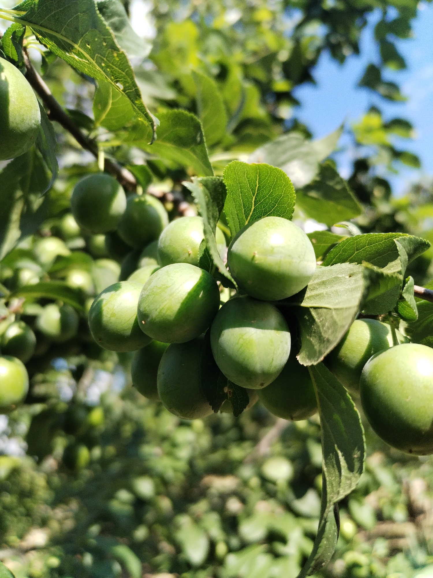 A close-up, outdoor, eye-level shot captures a cluster of green plums on a tree branch against a blurred background of more foliage and a bright blue sky. The plums are round and smooth, with visible highlights and shadows indicating they are illuminated by sunlight. Several leaves are also visible, some sharply in focus with detailed veins, while others are blurred. The overall impression is one of a natural, sunlit scene, likely in a garden or orchard.