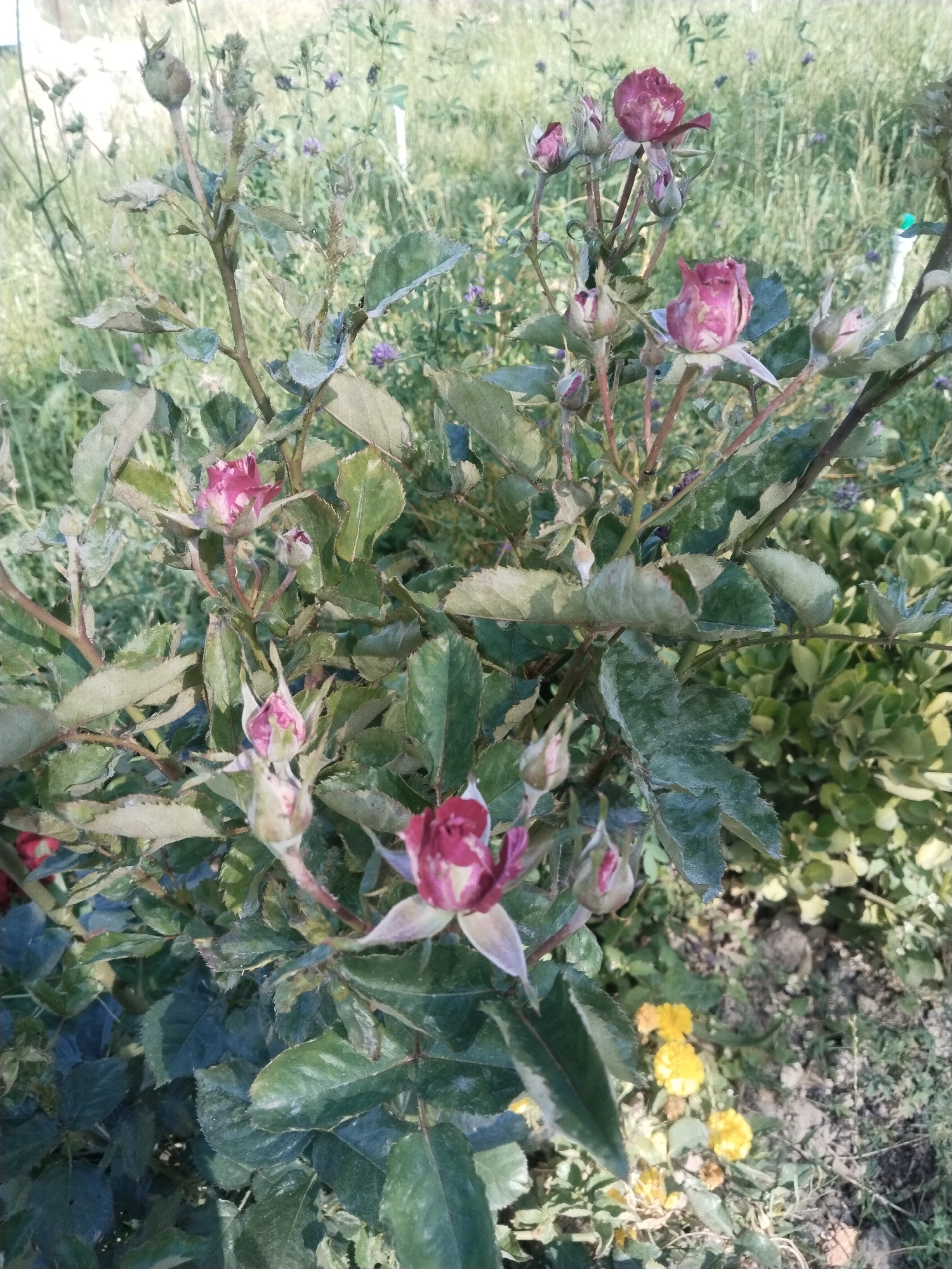 The image depicts a close-up view of a rose bush with several buds and some partially opened flowers. The roses are a deep pink or burgundy color with lighter pink or white streaks. The leaves are dark green and appear slightly dusty. The rose bush is situated outdoors, with a blurred background of green foliage and some small yellow flowers on the ground. The overall scene suggests a garden setting. The image does not provide any information about the city of Akata, Uzbekistan.