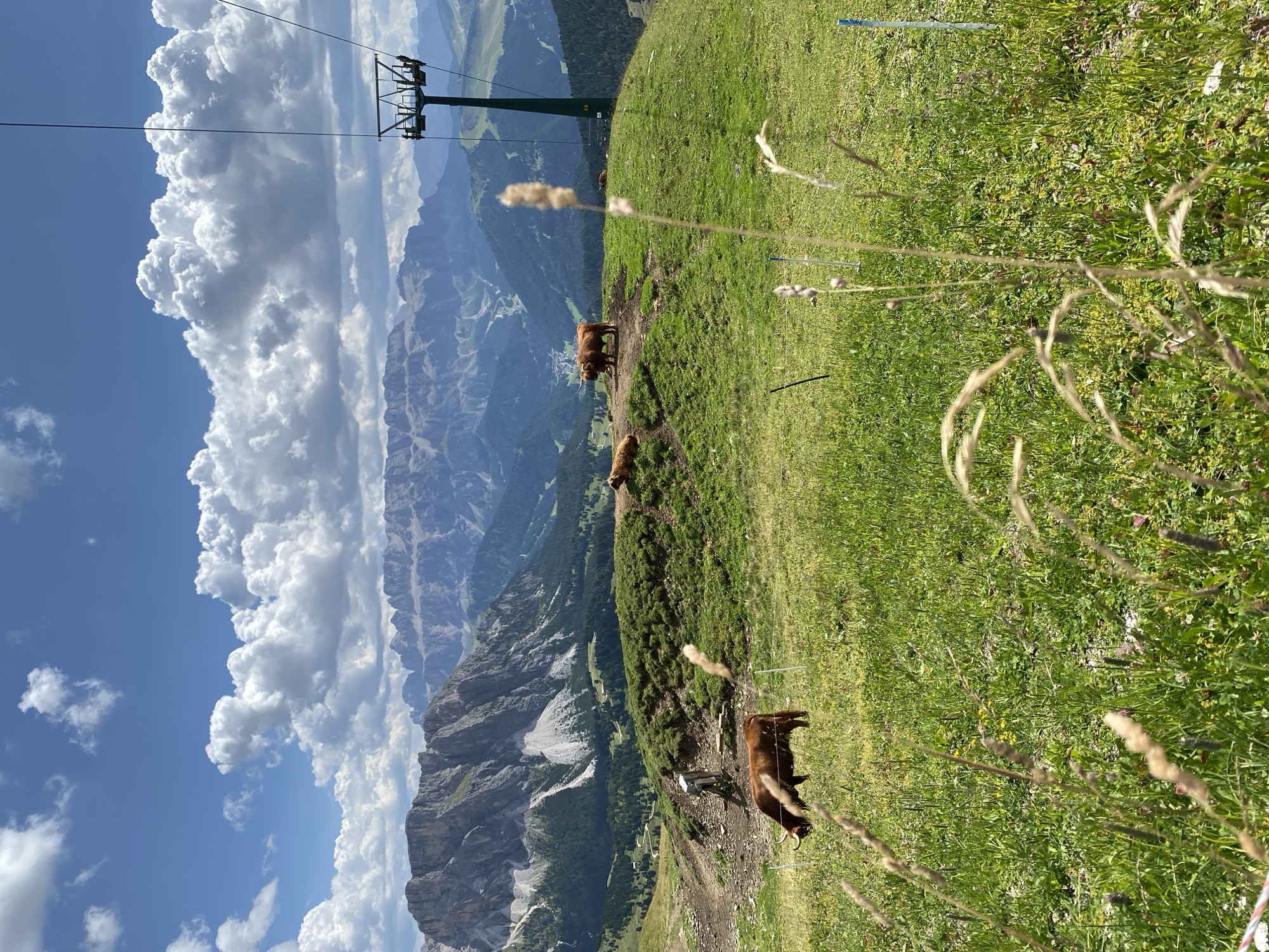 A wide-angle, eye-level shot captures a herd of brown cows grazing on a lush green hillside in the Italian Dolomites under a partly cloudy blue sky. In the foreground, the grass is vibrant and speckled with small wildflowers, with tall stalks of grass blurring the bottom edge of the frame. Two cows are visible in the mid-ground, one grazing on the left and another standing on a small rise to the right, accompanied by two more cows resting on the same rise. Further in the distance, a ski lift tower with a cable stretches upwards and to the right, a stark industrial element against the natural landscape. Beyond the rolling hills and scattered trees, a majestic range of rugged, gray mountains forms the backdrop, their peaks softened by the atmospheric haze. The scene is serene and evokes a sense of rural tranquility amidst a dramatic mountain setting.