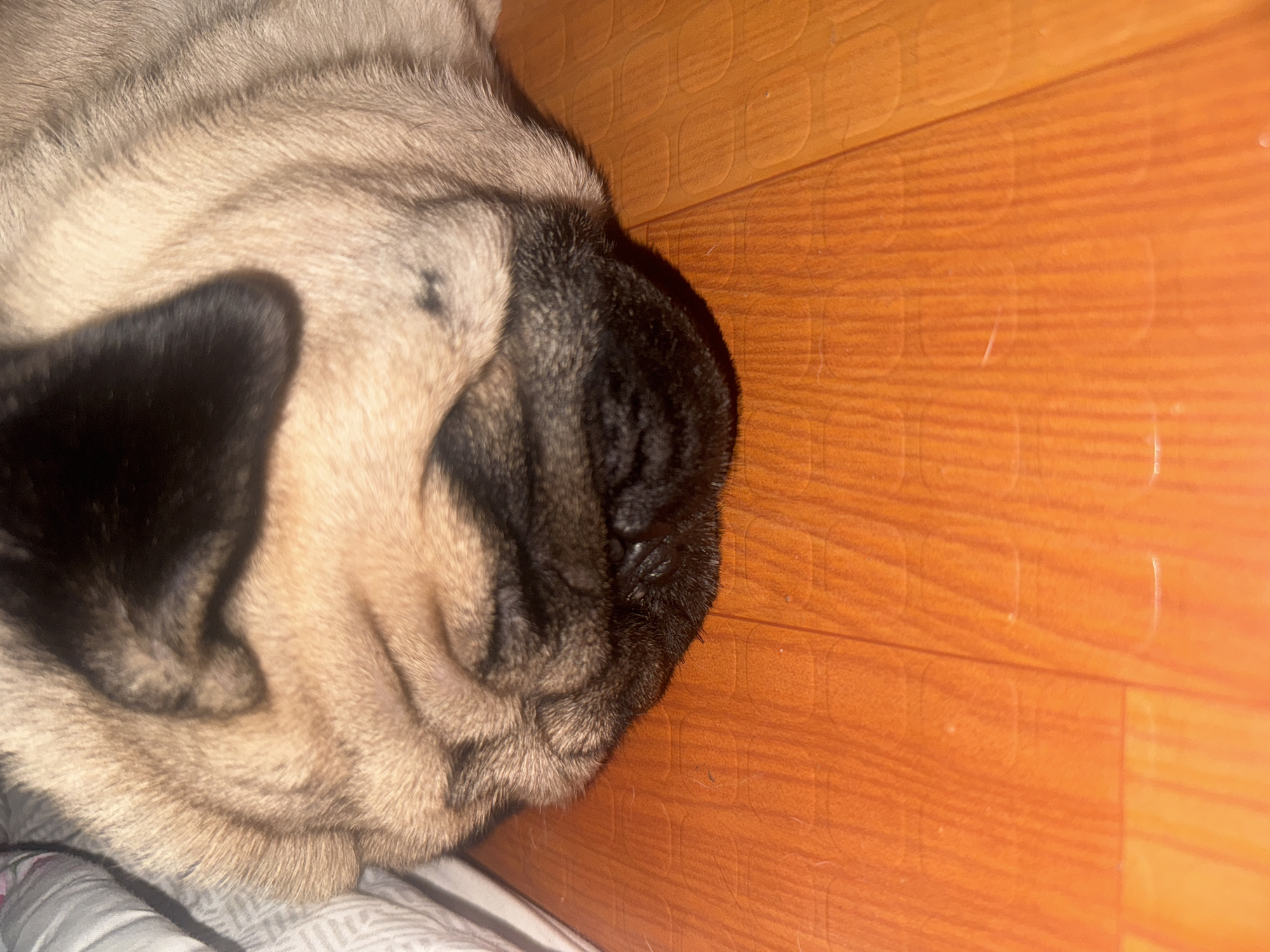 The image displays a close-up, horizontal view of a fawn-colored pug dog resting indoors in Carmen, Philippines. The dog's head, positioned in profile, dominates the left side of the frame. Its distinctive black muzzle, ears, and deep facial wrinkles are prominent against its light brown fur, which shows subtle variations in shading. The pug appears to be sleeping or relaxing, with its eyes not clearly visible.
The dog is lying on a soft, light-colored fabric, possibly a blanket or bedding, which features a subtle patterned texture. To the right of the pug, an orange wooden floor extends across a significant portion of the image. The floor consists of panels with visible wood grain and some faint, geometric indentations or patterns, suggesting a textured laminate or parquet flooring. Reflections from an unseen light source are visible on the polished surface of the floor. The overall lighting is warm and soft, creating a calm and peaceful atmosphere. There is no visible text in the image.