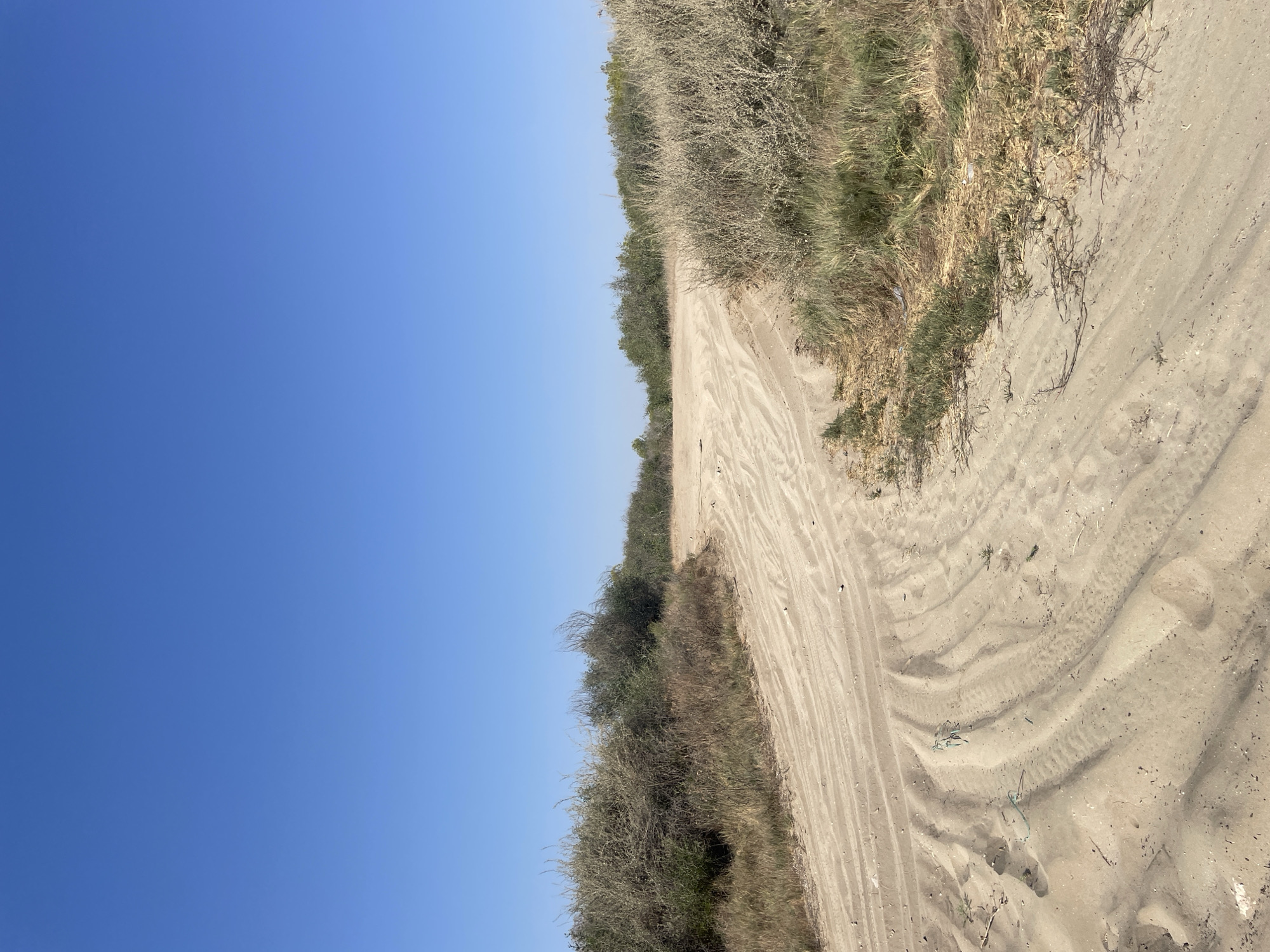 The image depicts a sandy track winding through sparse vegetation under a clear blue sky. The track shows distinct tire marks, indicating recent vehicular activity. On either side of the track, there are low-lying bushes and dry grasses. The environment appears arid and undeveloped, typical of a rural or coastal area. There are no people or buildings visible in the frame. The overall impression is one of an open, natural landscape.
