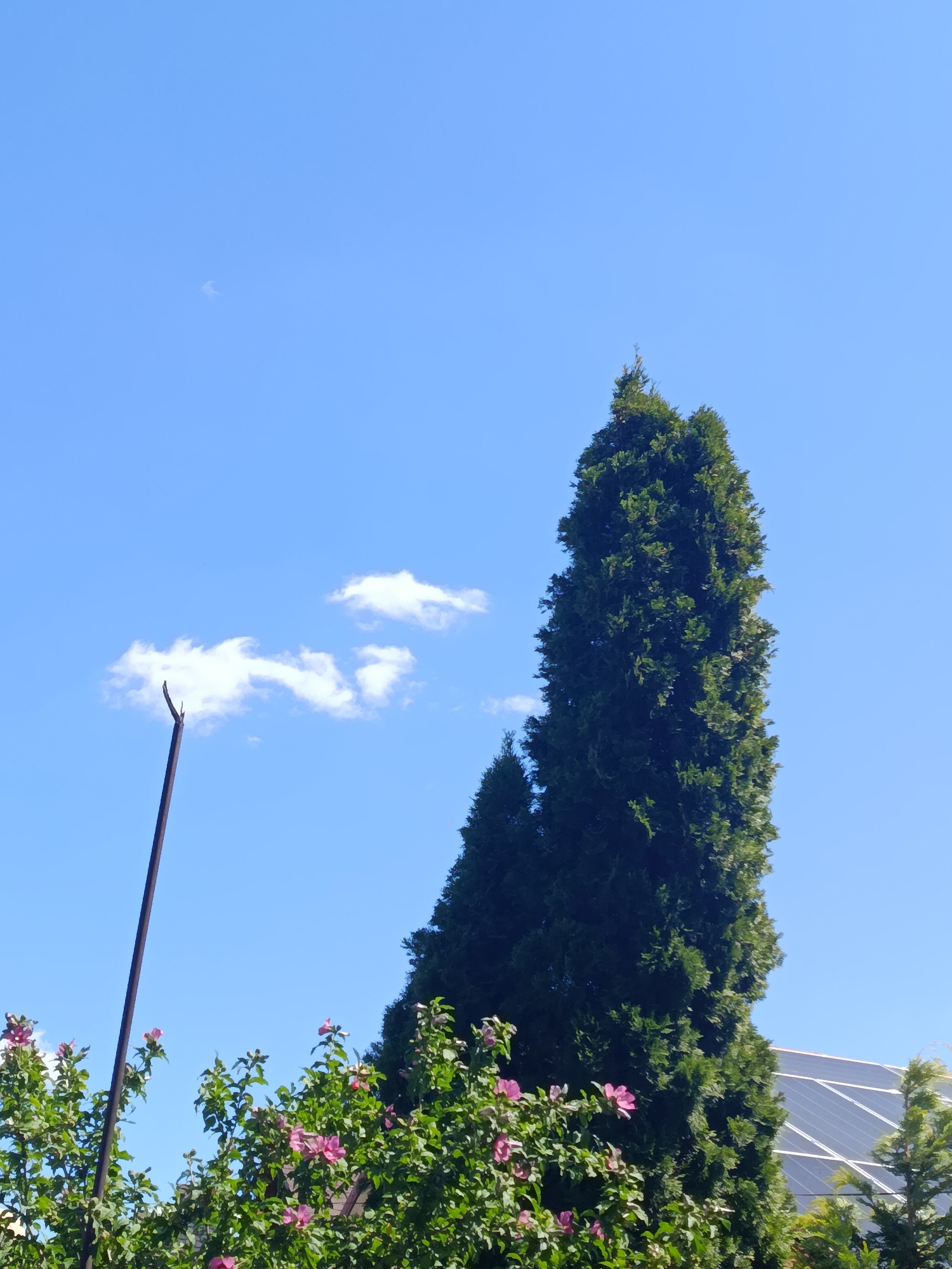 The image depicts a clear blue sky with a few wispy white clouds. In the foreground, there are green bushes with pink flowers, and a tall, dark pole. To the right, two large evergreen trees dominate the frame, with a smaller evergreen tree to the right of them. Partially visible in the background, on the right side, is a section of solar panels. The scene appears to be an outdoor environment, likely a garden or backyard, under bright daylight. There are no people or animals visible in the image. The specific location in Chișinău, Moldova, cannot be determined from the visual information provided.