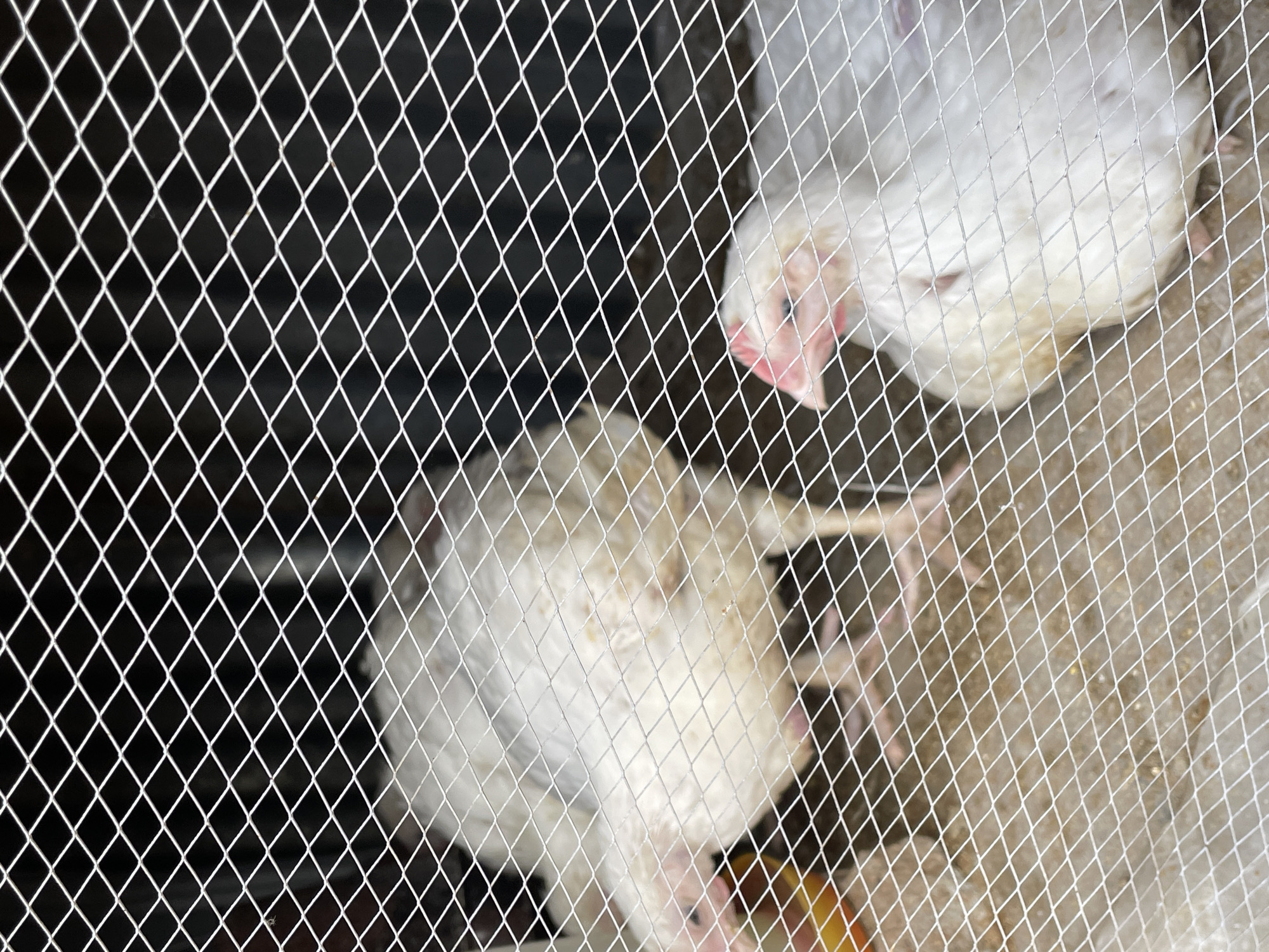 The image shows two white chickens, likely broilers, inside an enclosure, viewed through a white, diamond-patterned mesh fence. The mesh occupies the foreground and midground, creating a distinct visual barrier.
One chicken is partially visible on the right side of the frame, with its head, featuring a pinkish comb and wattles, clearly visible through the mesh. Another chicken is further back and to the left, also seen through the netting, primarily showing its white feathered body. The background on the left is dark and out of focus, suggesting an interior or shaded part of the coop. On the right, the background is lighter, appearing to be a dirt or concrete floor with some blurry yellowish specks, possibly feed.
The setting is an agricultural environment, specifically a chicken coop or a section of a farm, located in Jos, Nigeria. The time of day is not discernible due to the indoor or shaded nature of the scene. No specific activity beyond the chickens being present in their enclosure is depicted. There is no visible text in the image.