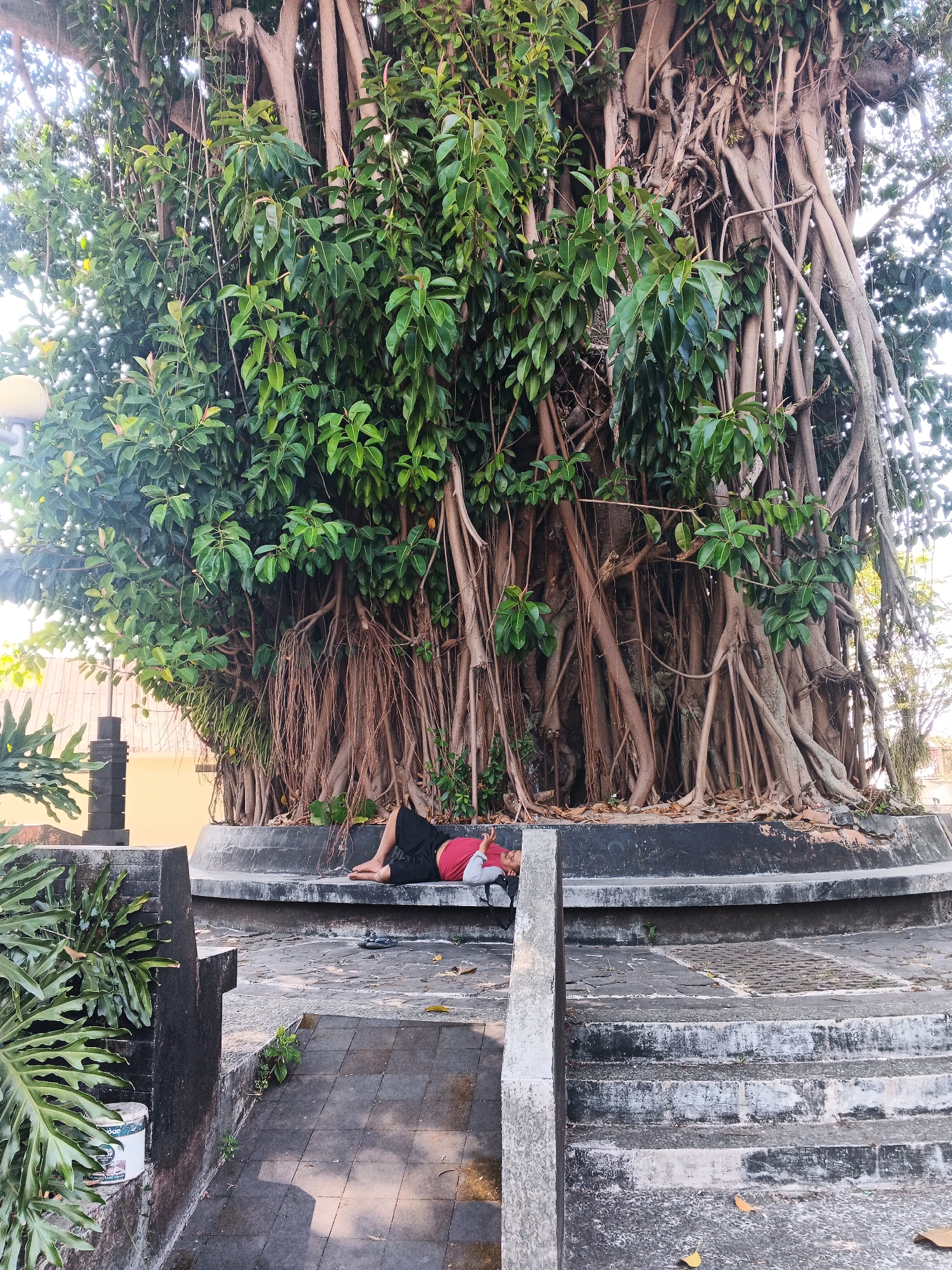 A person is sleeping on a concrete bench at the base of a large banyan tree. The person is wearing a red shirt and black shorts. The banyan tree has numerous aerial roots that hang down and spread out. The bench is part of a circular structure surrounding the tree. The area appears to be a public space with stone pathways and stairs leading away from the bench. The environment is outdoors, with sunlight filtering through the leaves of the tree. The scene is located in Ungaran, Indonesia.
