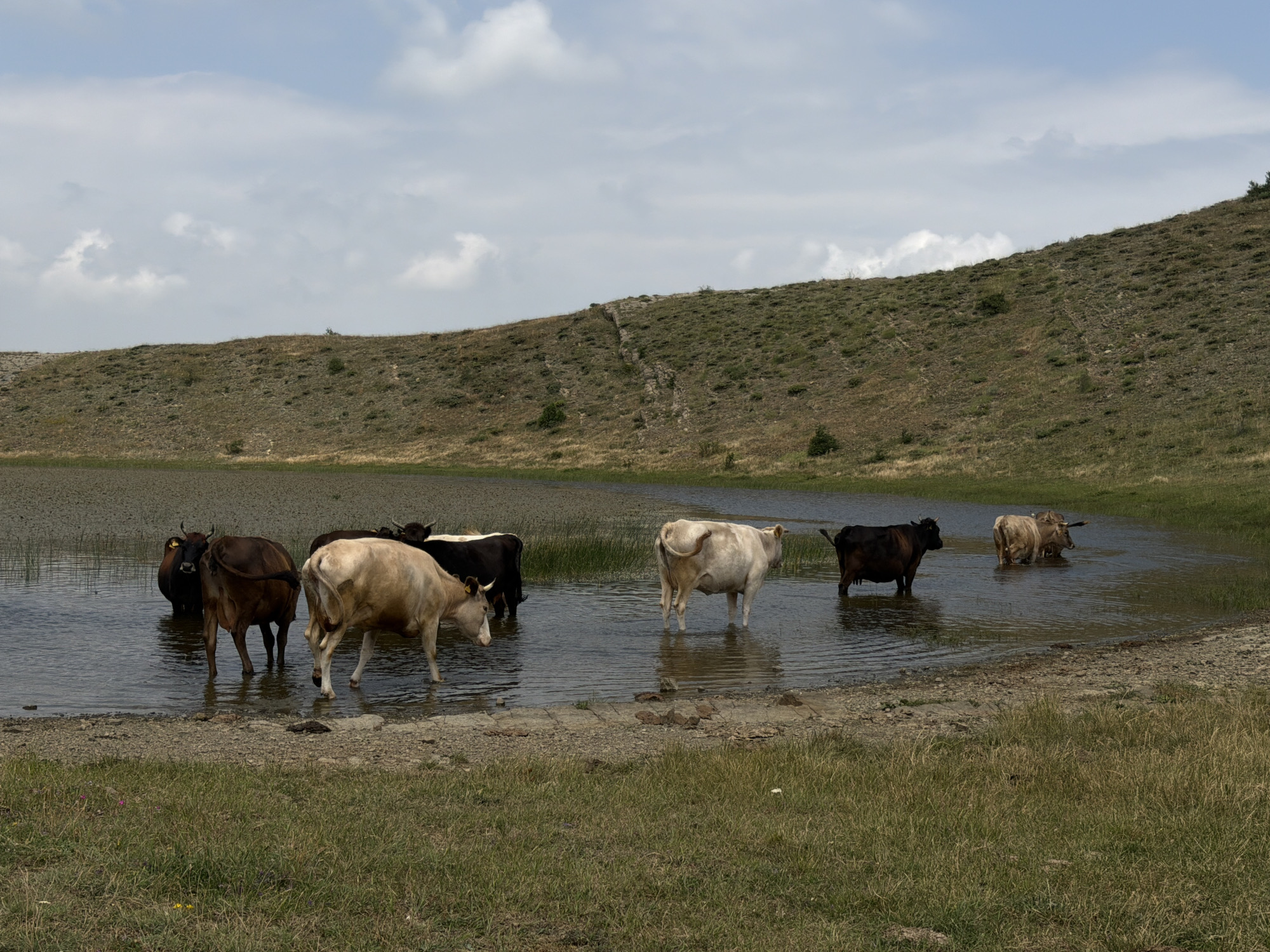 The image depicts a herd of cattle standing in a shallow body of water, likely a lake or pond, on a grassy hillside under a cloudy sky. The cows are of various colors, including brown, white, and black. The terrain is characterized by dry grass and sparse vegetation, with a gently sloping hill in the background. The water's edge is rocky and muddy. This scene is located in Mskhaldidi, Georgia.