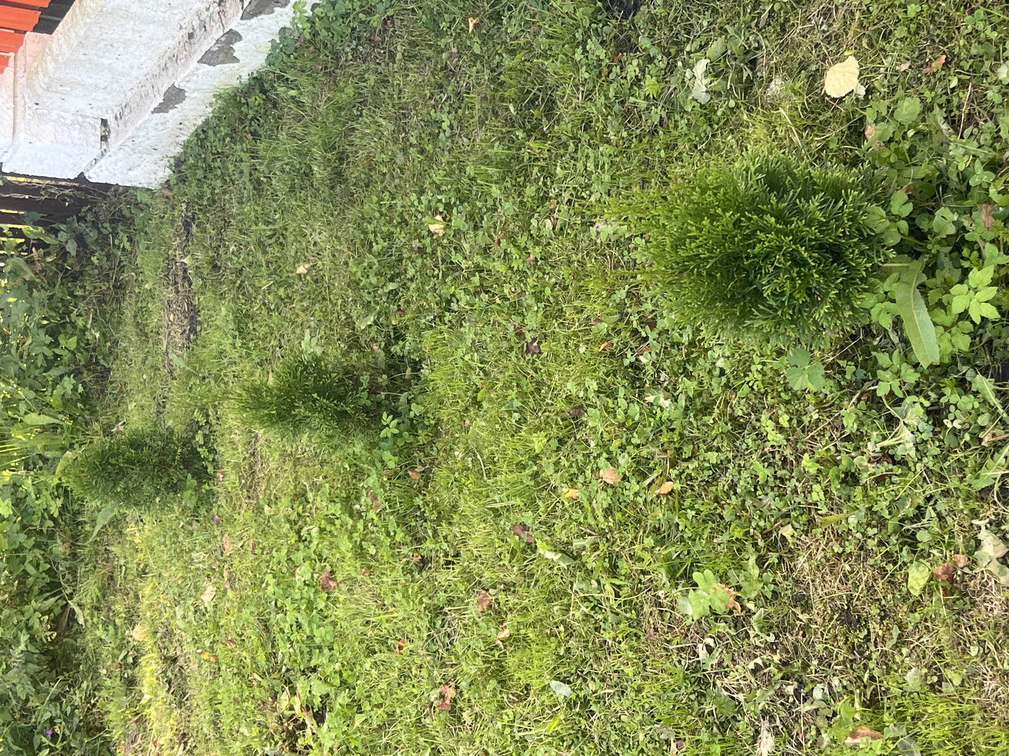 The image depicts a patch of grassy ground with several small evergreen trees planted in a row. The grass is interspersed with clover and some fallen leaves. In the background, there is a wooden fence and a white concrete structure, possibly part of a building or wall, with some peeling paint. The lighting suggests it is daytime, with sunlight casting shadows. The scene appears to be an outdoor area, likely a garden or yard, within the city of Otradnoye, Russia. There are no people or animals visible in the frame.