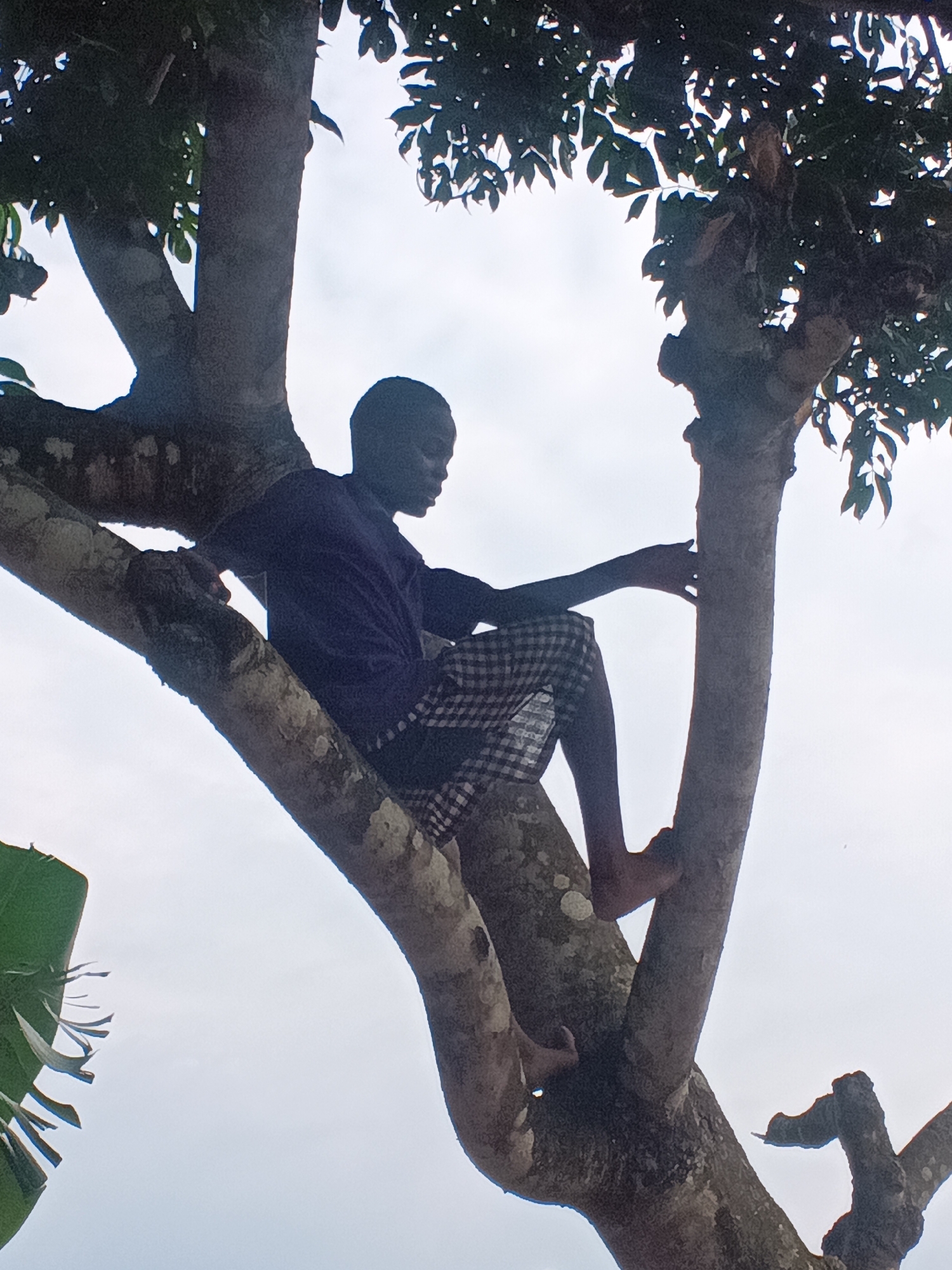 A young person, likely a child or adolescent, is captured sitting high up in the branches of a large tree, silhouetted against a bright, overcast sky. The subject is wearing a dark-colored top and distinctive plaid shorts. They are positioned with their body angled to the viewer's left, their left arm resting on a tree branch, and their right hand gently gripping another branch for support. Their bare feet are also visible, one dangling freely and the other braced against a branch.
The tree features thick, rough-barked branches that provide a sturdy seat for the person. Green foliage is visible in the upper right and lower left corners of the frame, indicating a leafy canopy. The sky, a uniform bright white or light grey, suggests a daytime scene with diffused light, contributing to the strong silhouette of the person and tree. The composition emphasizes the natural setting and the individual's comfortable presence within it. No text is visible in the image. The scene is set in Eziudo, Nigeria.