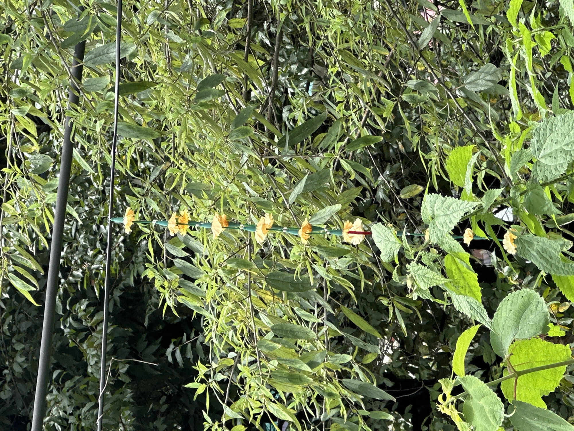 This is a full-shot photograph of a garden in Bhagsu, India, taken from a low angle. The foreground is dominated by lush green foliage and a string of small, yellow flowers hanging vertically from a thin green string. These flowers are bell-shaped and appear to be a natural decoration. Behind the flowers, a dark, horizontal pole stretches across the frame. Further back, a dense arrangement of green leaves and branches creates a textured backdrop, suggesting a verdant and possibly overgrown garden. The lighting is natural and diffused, indicating an outdoor setting, likely during the daytime. There are no people or animals visible in the image.