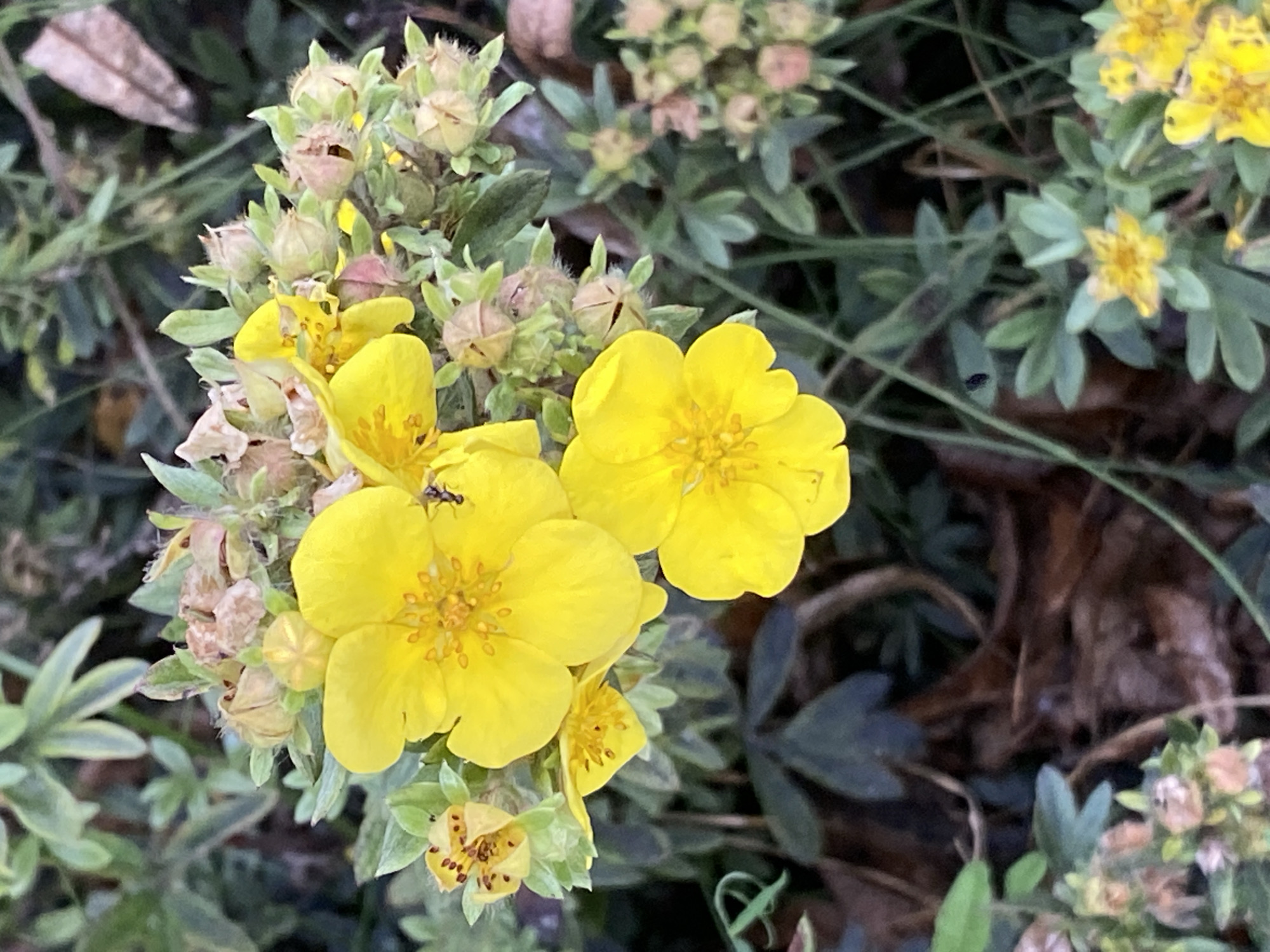 This is a close-up, eye-level, natural light photograph of yellow flowers in Chulis, Russia. The flowers are in bloom, with some buds still present. The petals are a vibrant yellow, and the centers of the flowers are a darker yellow, filled with stamens. The leaves are green and appear to be serrated. The background is blurred, but it appears to be a natural setting with more foliage and some brown, dry leaves on the ground. There is a small insect on one of the flowers. The overall impression is one of a peaceful, natural scene.
