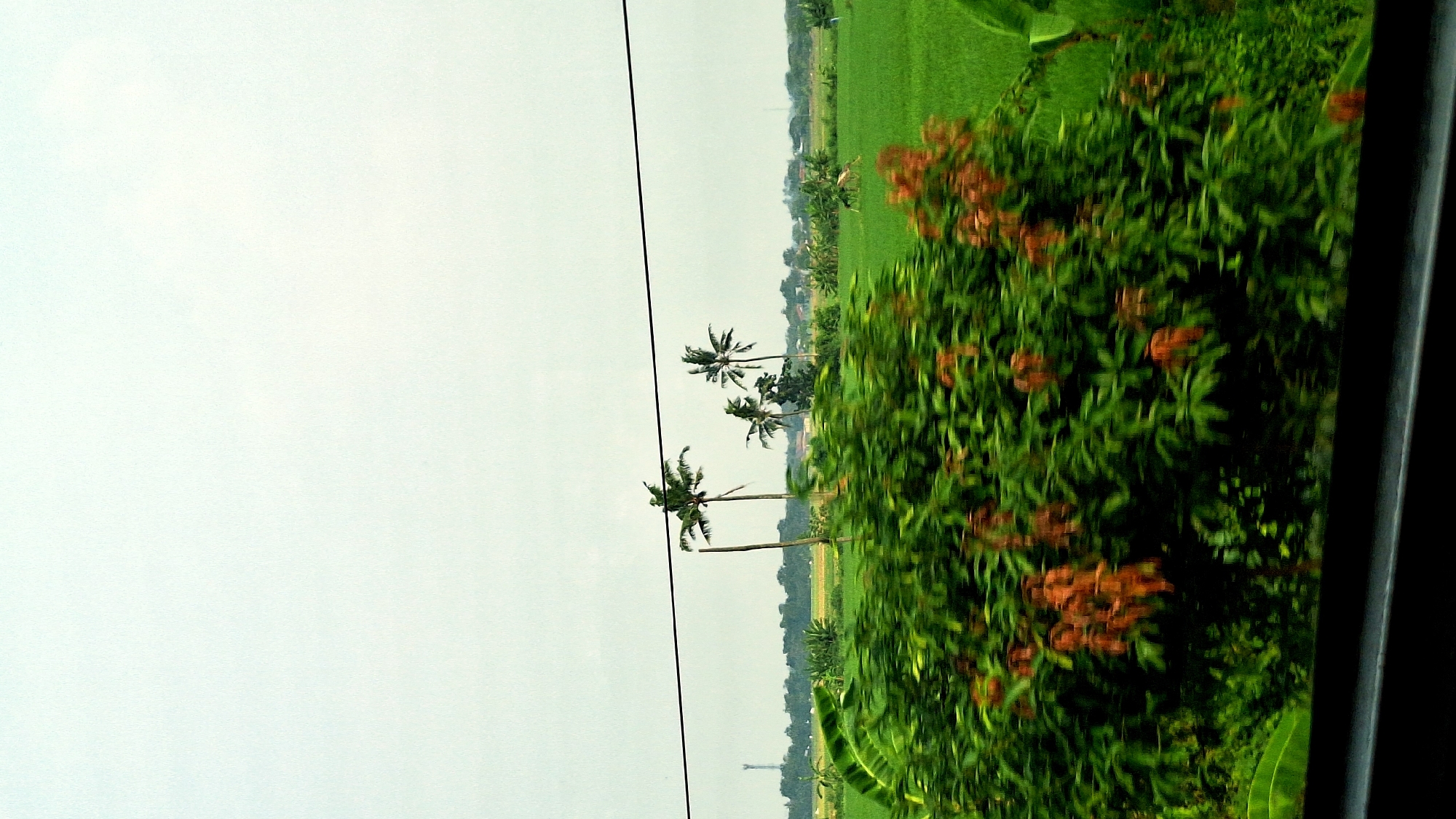 The image depicts an outdoor scene in the Karangsari area of Indonesia. Three palm trees are visible in the middle ground against a backdrop of a green field under a cloudy sky. There is a powerline that extends from the top to the bottom of the image, and to the right, an area with dense green plants and orange flowers obscures the view. A portion of the frame of the window can be seen along the right side of the image, suggesting the photo was taken from inside a vehicle.
