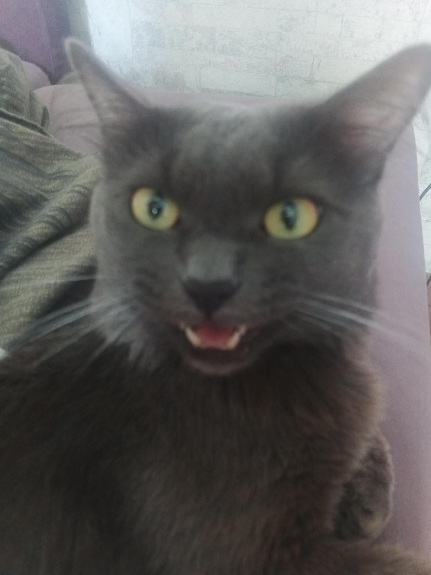 A close-up, slightly blurry, vertical, medium shot captures a gray cat with bright green eyes and an open mouth. The cat's fur is short and sleek, with some longer strands around its face. Its ears are pointed upwards, and its whiskers are fanned out. The cat appears to be looking directly at the camera. Behind the cat, the background is out of focus, showing a textured, light-colored wall and a soft, purplish surface, possibly a couch or cushion. The lighting is soft and diffused. The image does not contain any information that would indicate its location in Biysk, Russia, or any specific urban environment.