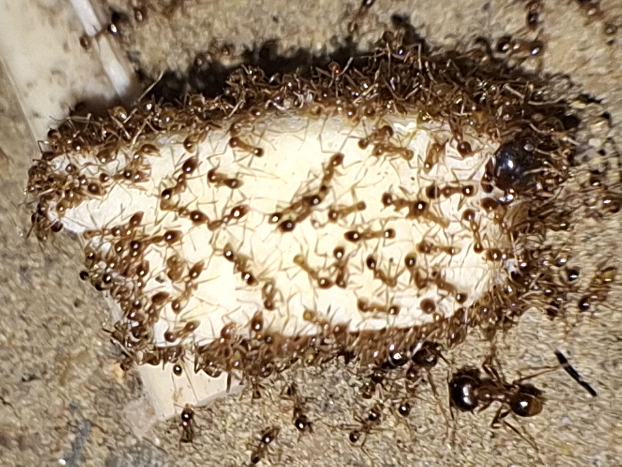 A close-up photograph shows a large number of ants swarming over and around a pale, roughly rectangular object on a rough, textured surface. The ants are brown and appear to be feeding on or transporting the object. A dark, shiny substance, possibly a liquid or sticky food source, is also present on the object. The environment appears to be outdoor or ground-level. There is no evidence in the image to support a location in Lhokseumawe, Indonesia.
