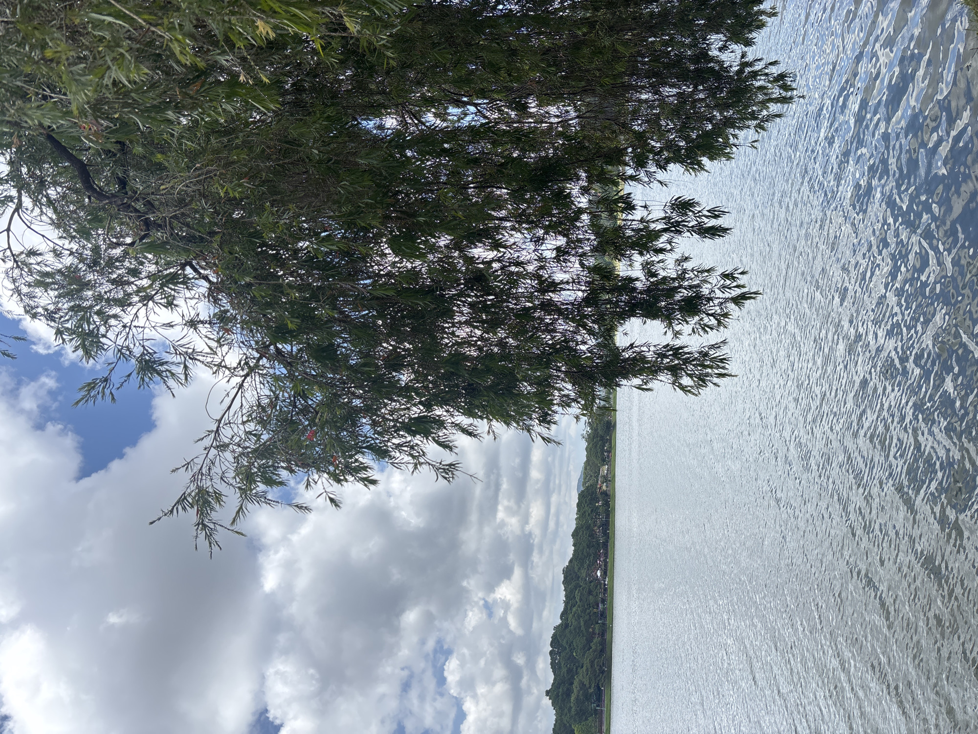 A serene lake scene unfolds, with the calm water reflecting the cloudy sky and distant green hills. In the foreground, the branches of a weeping willow tree, laden with delicate green leaves, hang low, partially obscuring the view of the lake and the treeline of houses on the opposite shore. The sky is a dramatic mix of white and grey clouds, with patches of blue peeking through. The overall impression is one of natural tranquility. This scene is characteristic of Xuan Huong Lake in Da Lat, Vietnam, a popular destination known for its picturesque landscapes and recreational activities.