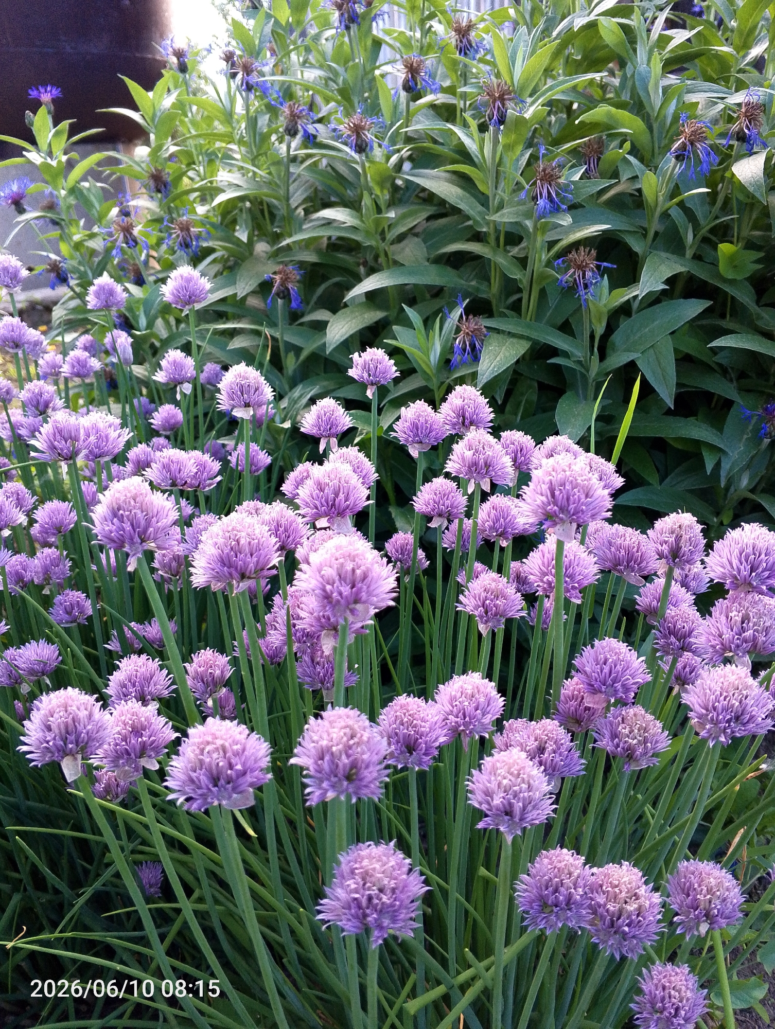 The image shows a close-up view of chives in bloom, with their characteristic purple spherical flower heads. The chives are densely packed, creating a vibrant carpet of purple. Behind the chives, there are taller green plants with some blue flowers, possibly cornflowers. The lighting suggests it is daytime, and the overall scene is one of a lush garden. The timestamp at the bottom left corner indicates "2026/06/10 08:15". The location "Альняш, Russia" is provided. There are no people or animals visible in the image. The background is slightly out of focus, drawing attention to the detailed texture and color of the flowers and foliage in the foreground.