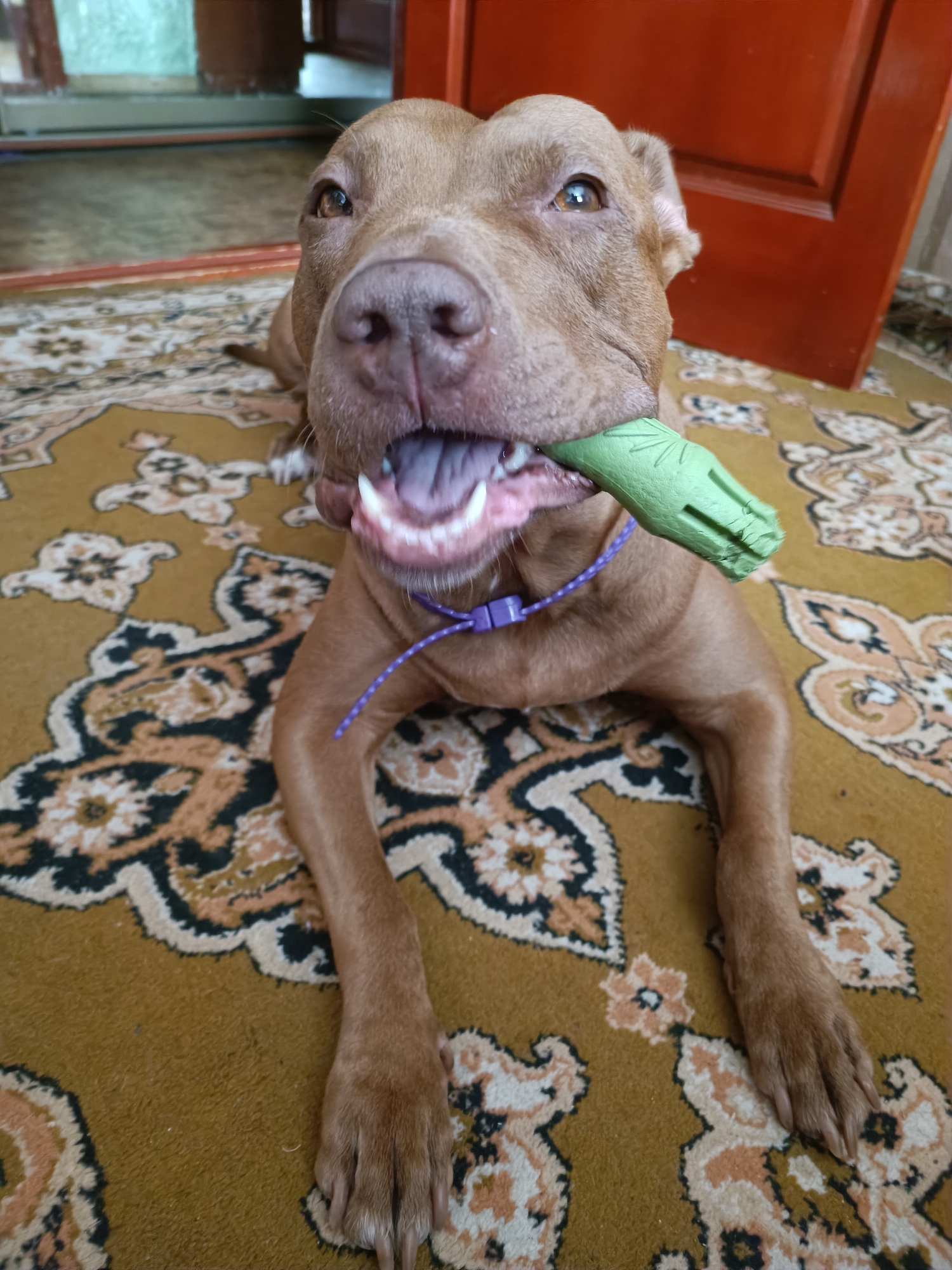 A medium shot captures a brown pit bull terrier with a green toy in its mouth. The dog is lying on a patterned rug, with its front paws extended. The background includes a red door and a window. The scene appears to be indoors, likely in a residential setting in Zaporizhzhia, Ukraine. The dog's mouth is open, revealing its teeth and tongue, and its tail is not visible. The toy is cylindrical with ridges and appears to be made of plastic.