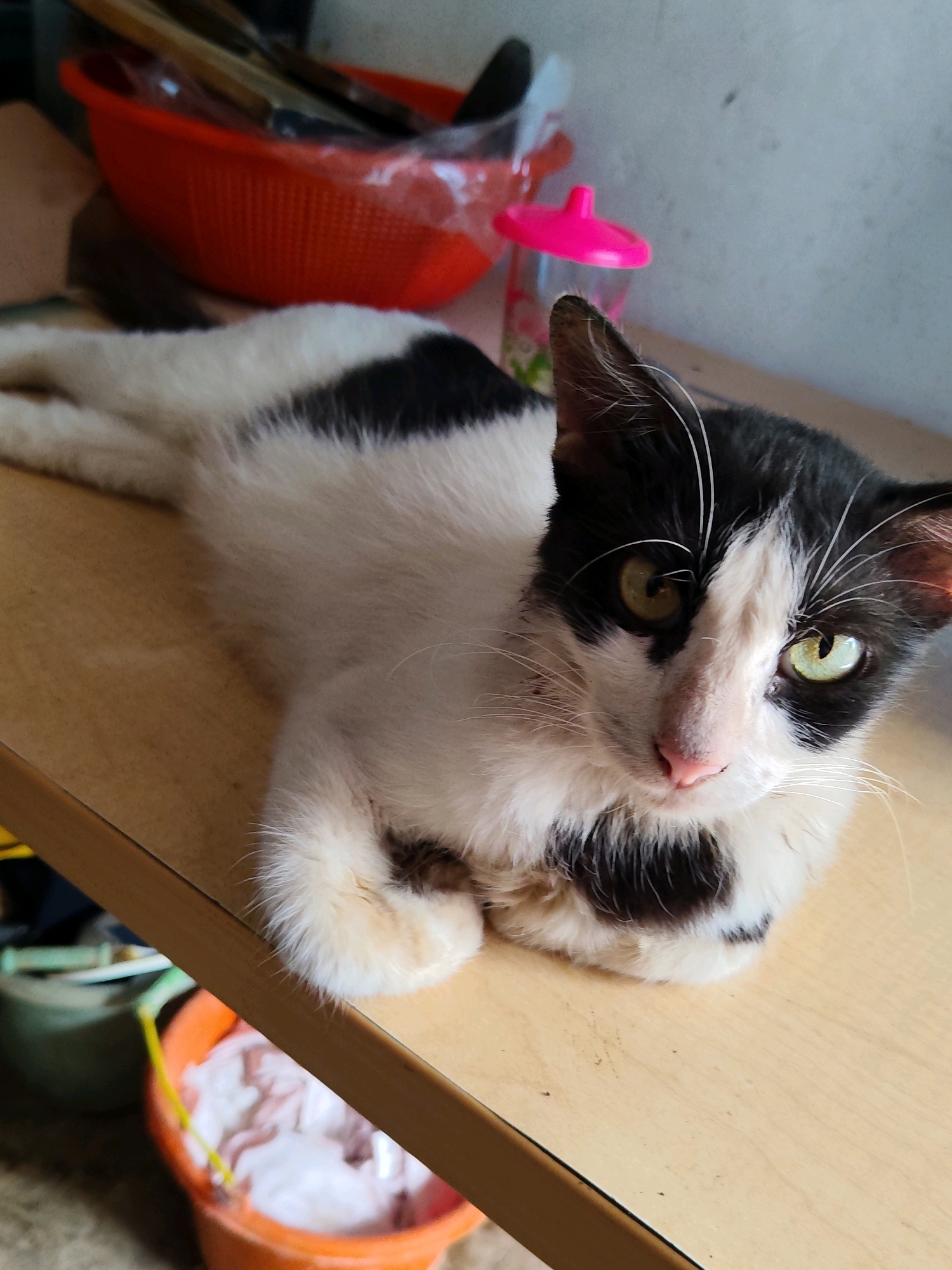 A black and white cat is resting on a wooden surface, its body stretched out. The cat has green eyes and black markings on its face and body. In the background, a red plastic basket filled with various items is visible, along with a pink water bottle with a lid. The environment appears to be indoors, possibly a home or an outdoor shelter, with a concrete wall in the background. The lighting suggests it is daytime.