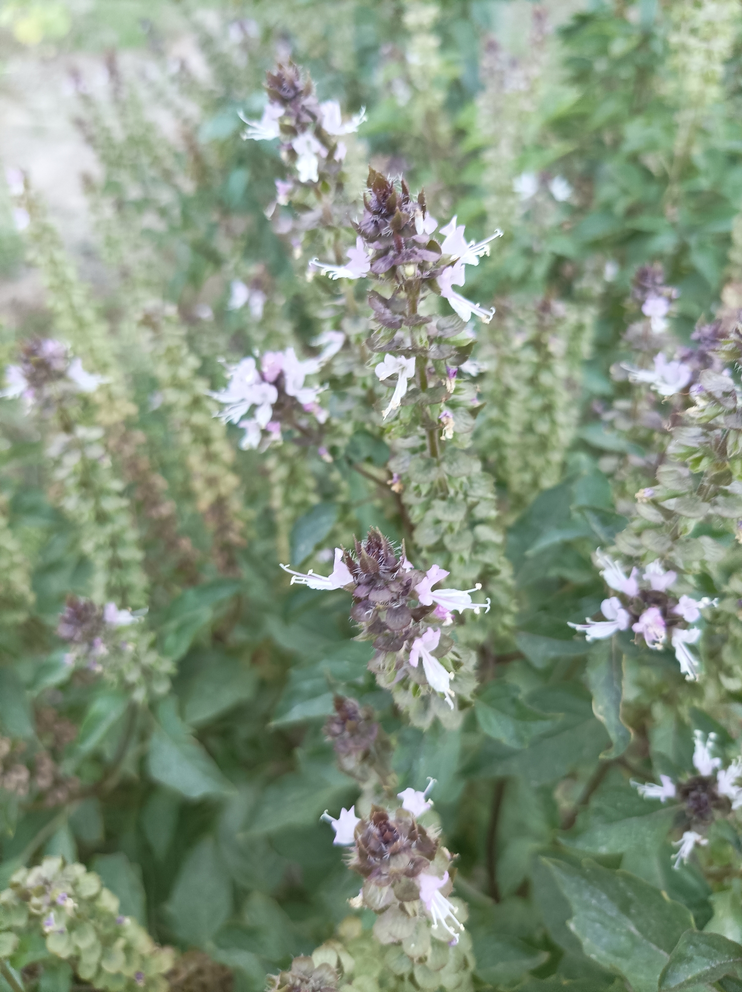 The image shows a close-up view of a flowering basil plant. The plant has numerous small, pale purple and white flowers clustered on tall spikes. The background is softly blurred, showing more of the plant's green foliage and other flowering spikes. The lighting is natural, suggesting an outdoor setting. The location of Seýdi, Turkmenistan is not depicted in the image and cannot be inferred. There are no people, actions, or interactions visible. The environment is a plant-focused scene.