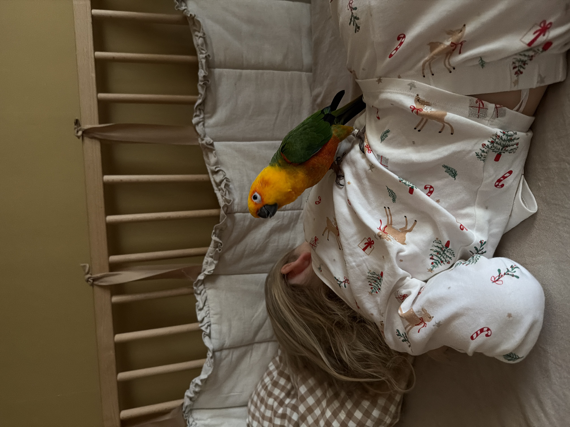 A child in white pajamas with a holiday reindeer pattern lies on a bed inside a crib. A sun conure parrot perches on the child's pajama top near the child's head. The crib has wooden slats and a padded bumper around the inside. The background includes a wall painted a light yellow. There is no information in the image to indicate this photo was taken in Khimki, Russia.