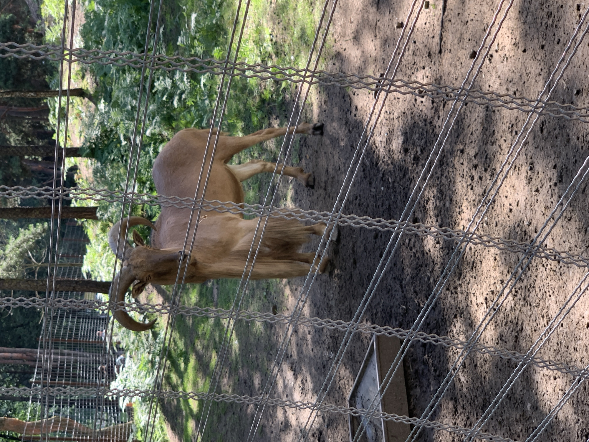 A Barbary sheep stands in a zoo enclosure with a wire fence in the foreground. The enclosure is sandy with patches of green vegetation and trees in the background. The sheep is facing left, with its head turned towards the camera. It has large, curved horns and a light brown coat. In the background, beyond the fence, there are a few blurred figures of people and more trees and foliage. The ground in the enclosure shows signs of being disturbed, with some scattered debris. A metal feeding trough is visible in the lower left corner of the enclosure. The lighting suggests it is daytime, with sunlight filtering through the trees. There is no specific indication of the location being in Baranavichy, Belarus.