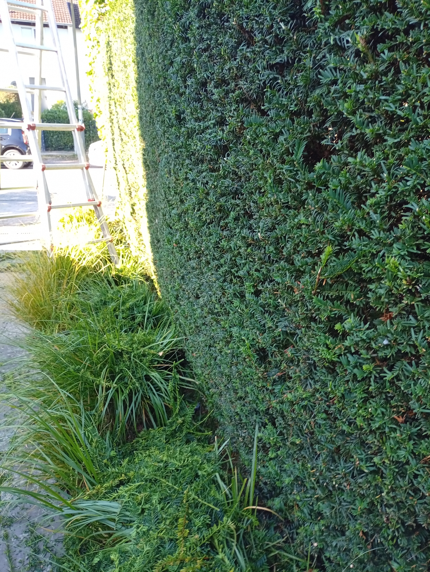 The image shows a close-up of a dense, green hedge on the right side, with a metal ladder leaning against it on the left. The hedge appears to be a Yew hedge, common in European gardens. In the background, a sliver of a house with a tiled roof and windows is visible, as well as a dark colored car. The ground in front of the hedge and ladder is covered with cut grass and other vegetation, suggesting recent landscaping activity. Sunlight casts shadows and highlights on the scene, particularly on the ladder and the foliage. The setting appears to be a residential area in Hamburg, Germany, given the style of the house and the typical landscaping. There are no people or animals visible in the image.