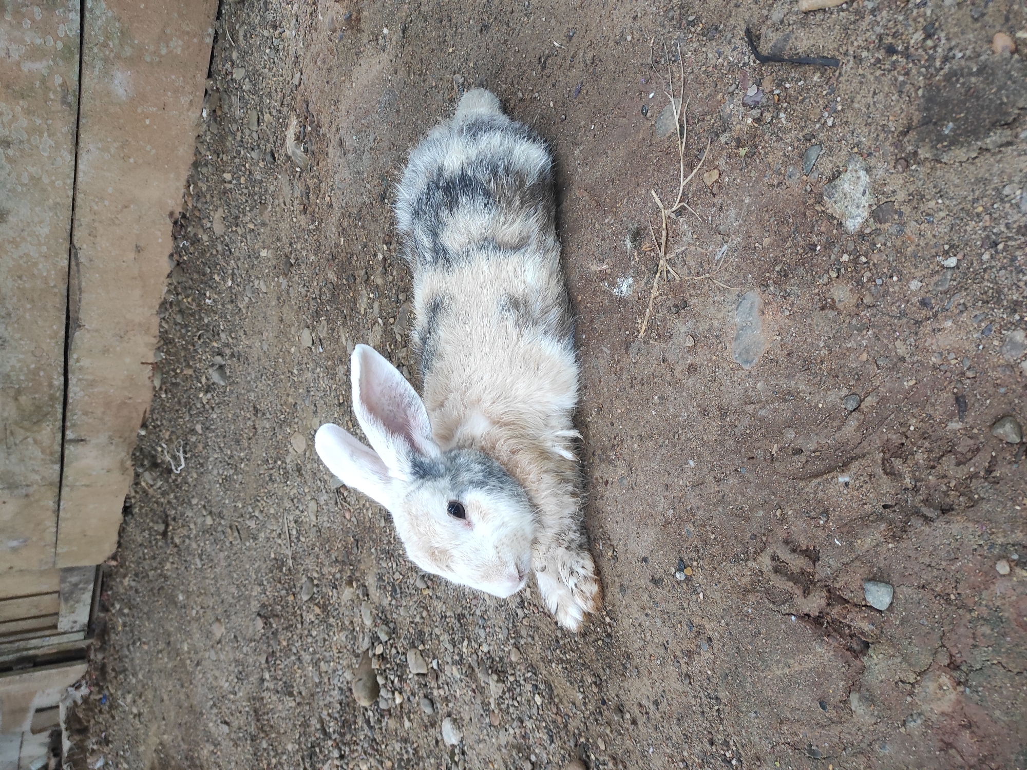 An overhead shot captures a rabbit resting on a dirt ground in Lhokseumawe, Indonesia. The rabbit has distinctive white fur with patches of grey and black, particularly noticeable on its back and around its left eye, creating a speckled or calico pattern. Its large, upright ears are predominantly white with a hint of grey. The rabbit is lying stretched out, facing towards the lower left of the frame, with its right eye visible.
The ground beneath the rabbit is loose brown and grey dirt, mixed with numerous small pebbles and a few dry twigs or pieces of grass. To the left side of the frame, partially visible, are two weathered wooden planks or structures, suggesting a fence or part of a building. The lighting indicates it is daytime. The overall scene depicts a calm and natural outdoor setting. There is no visible text in the image.