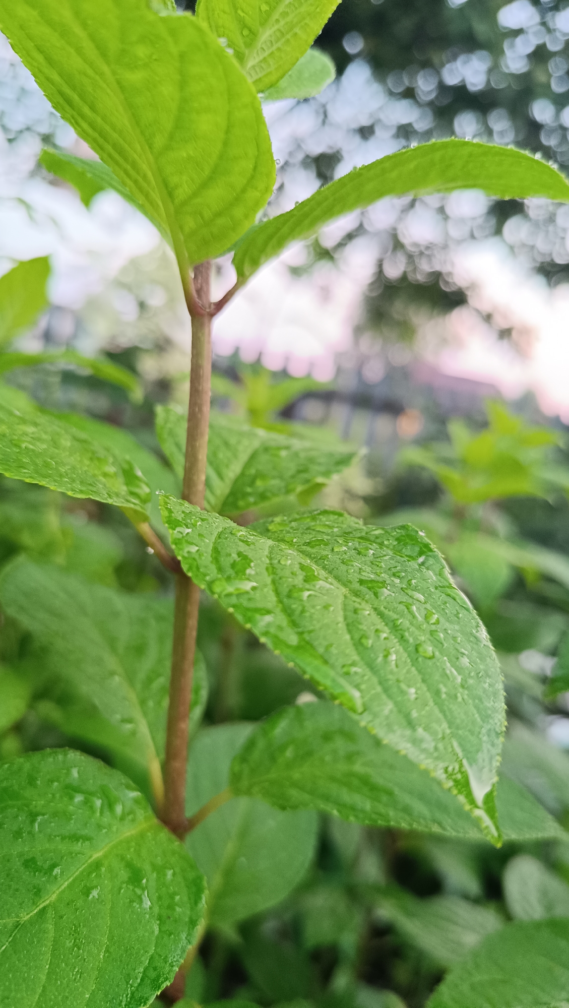 A close-up, low-angle shot shows vibrant green leaves with water droplets on their surfaces, suggesting recent rainfall. The leaves are part of a plant with a slender, brown stem, which is centrally positioned in the foreground. The background is blurred, featuring soft bokeh lights and hints of foliage, possibly indicating an outdoor setting in a park or garden. The overall impression is one of natural beauty and freshness. The image does not provide any specific information about the city of Karsha, Russia, or the presence of people or specific actions.