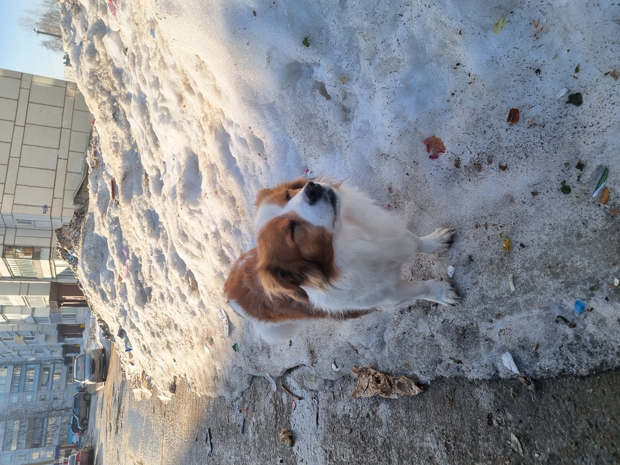 A medium-sized, brown-and-white dog stands on a patch of dirty snow and ice. The dog is facing away from the camera and appears to be looking up. A large pile of snow, littered with debris, is to the left of the dog. Beyond the snow pile, there is a multi-story apartment building. The sidewalk is visible in the foreground. The location is in the city of Chaikovsky, Russia.