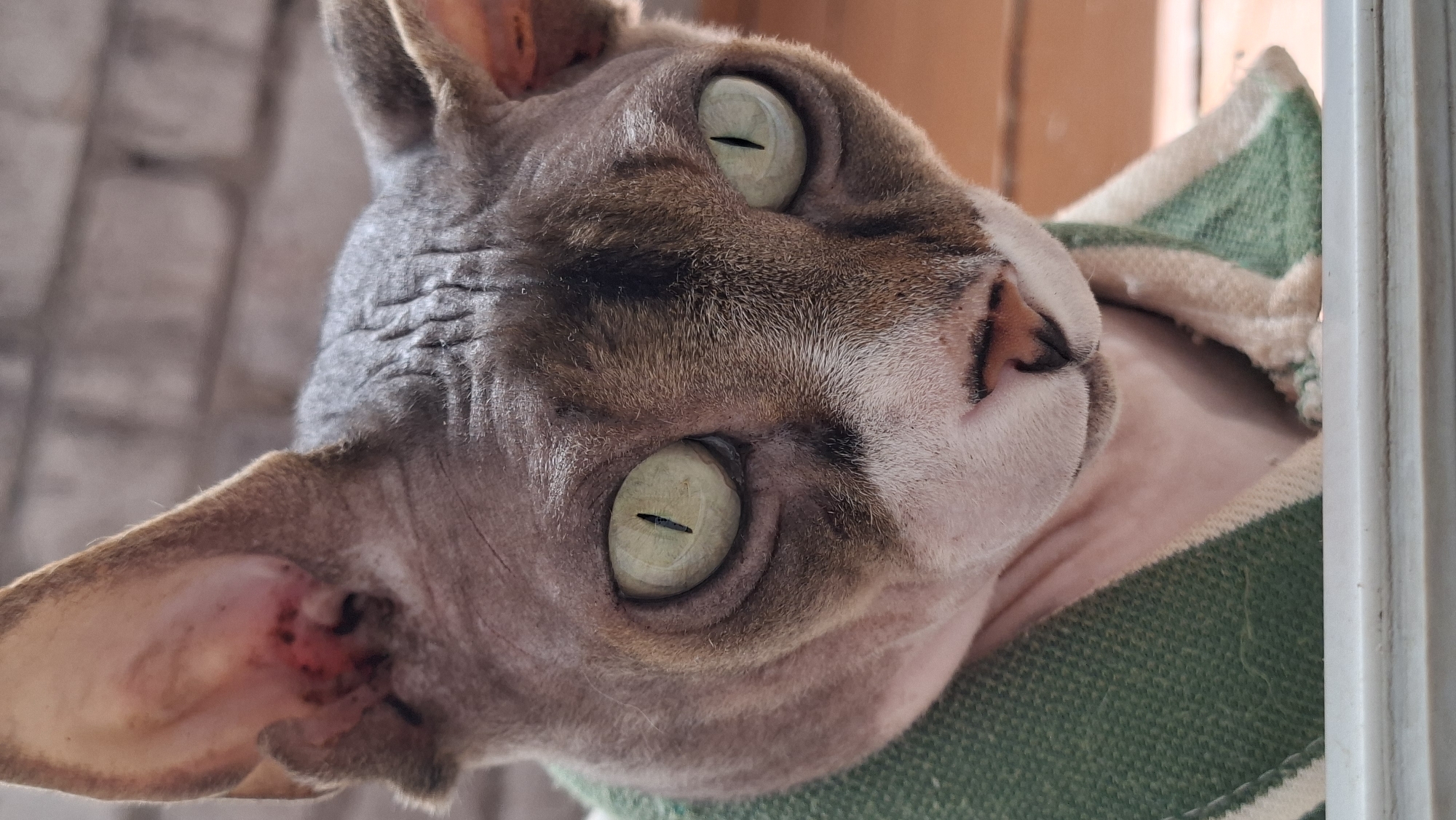 A close-up, head-on, vertical medium shot captures a Sphynx cat looking directly at the camera. The cat is wearing a green and cream striped blanket that is wrapped around its neck and chest. The cat's skin is wrinkled, and its large, light green eyes are wide open with vertical pupils. Its ears are large and prominent, with some pinkness visible inside the left ear. The background is out of focus, showing a brick wall to the left and a wooden surface to the right. The cat appears to be indoors or on a sheltered porch. The image was taken in Myadzyel, Belarus.