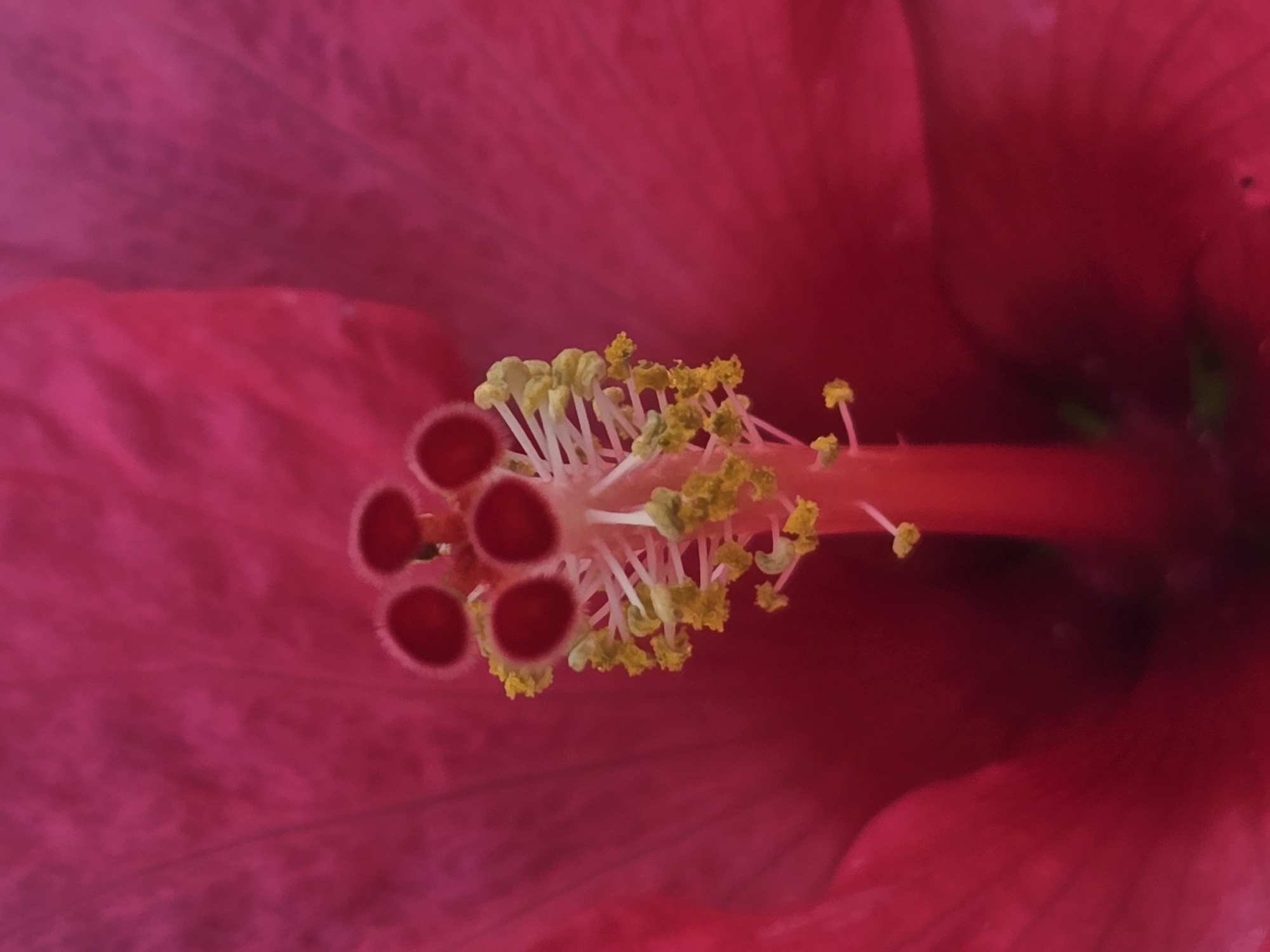 A close-up, eye-level shot focuses on the center of a vibrant pink hibiscus flower. The pistil, a red stalk topped with five crimson stigmas, dominates the frame. Surrounding the pistil are numerous delicate, white filaments tipped with bright yellow anthers. The background consists of soft, blurred pink petals, creating a shallow depth of field. No people or discernible location within Roswell, United States of America, are visible.