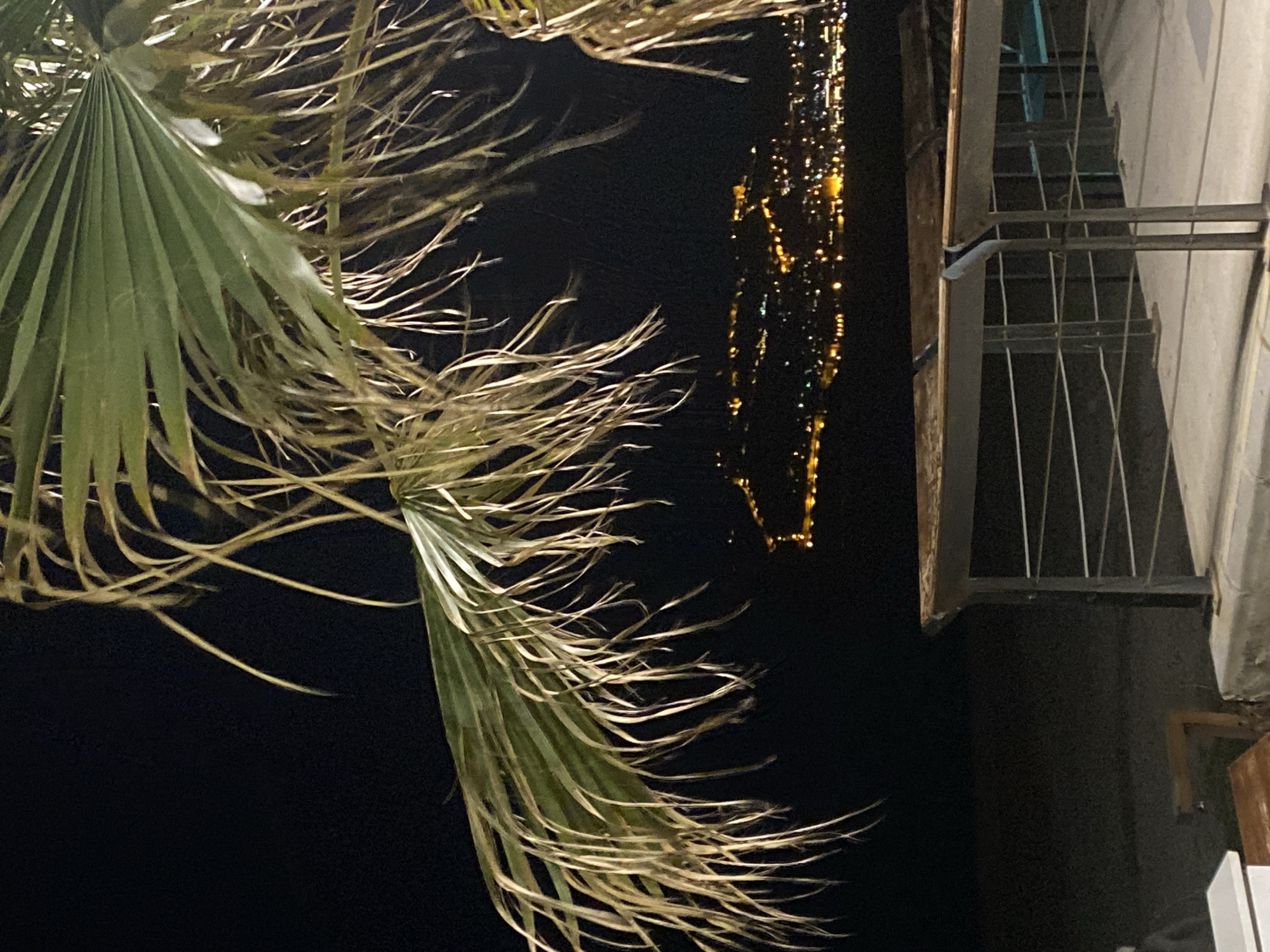 The image, rotated counterclockwise 90 degrees, captures a nighttime scene in Alanya, Turkey. A palm tree is prominently displayed on the left side. In the background, lights from a building are visible. To the right, a structure with metal railings is attached to a light-colored wall.