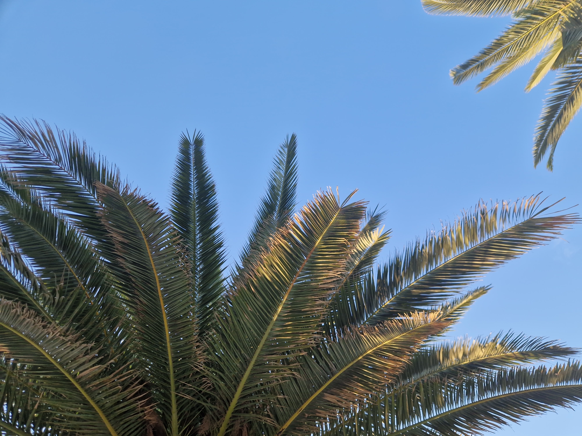 The image depicts palm trees against a clear, blue sky. The trees are in the foreground, their fronds filling the lower half and extending towards the top. The location is Ασπροβάλτα, Greece.